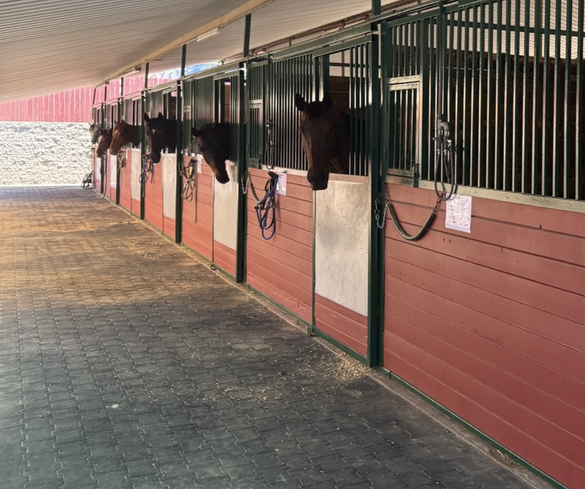 Six horses in individual stalls in a horse stable.