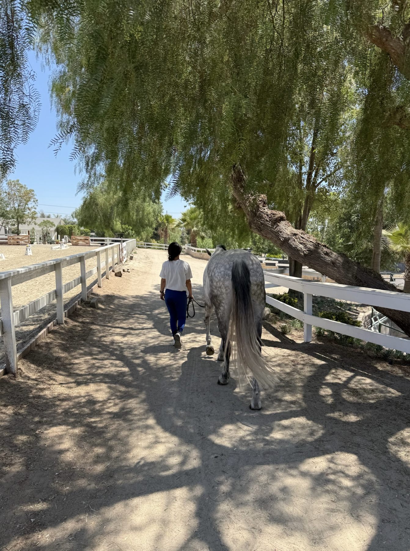 A person walking a white horse along a dirt path in a shaded outdoor area, with trees and a white fence on the sides, on a sunny day.