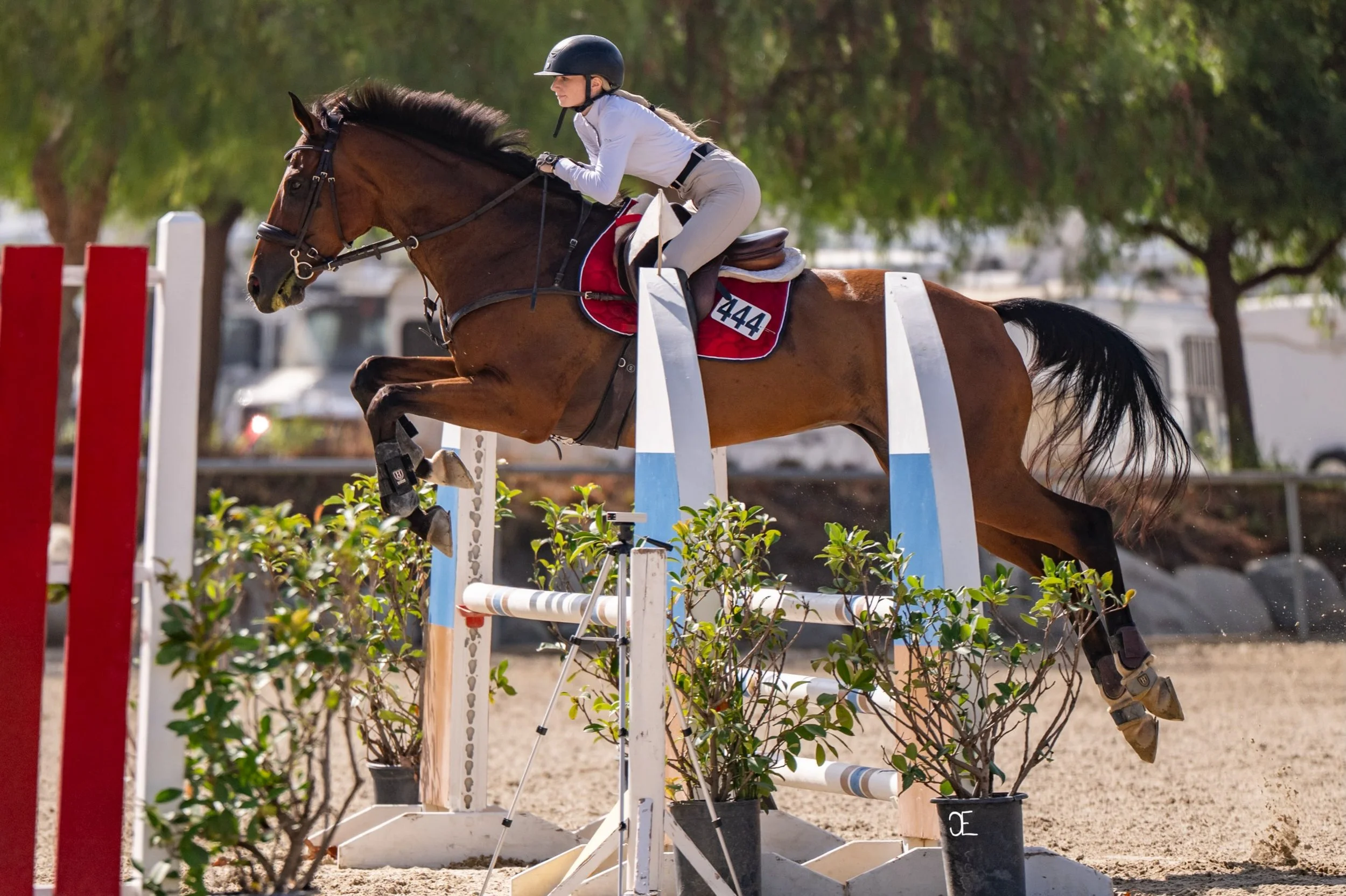 Female equestrian rider in white shirt, beige riding pants, and a black helmet, riding a brown horse over a show jumping obstacle outdoors with trees in the background.
