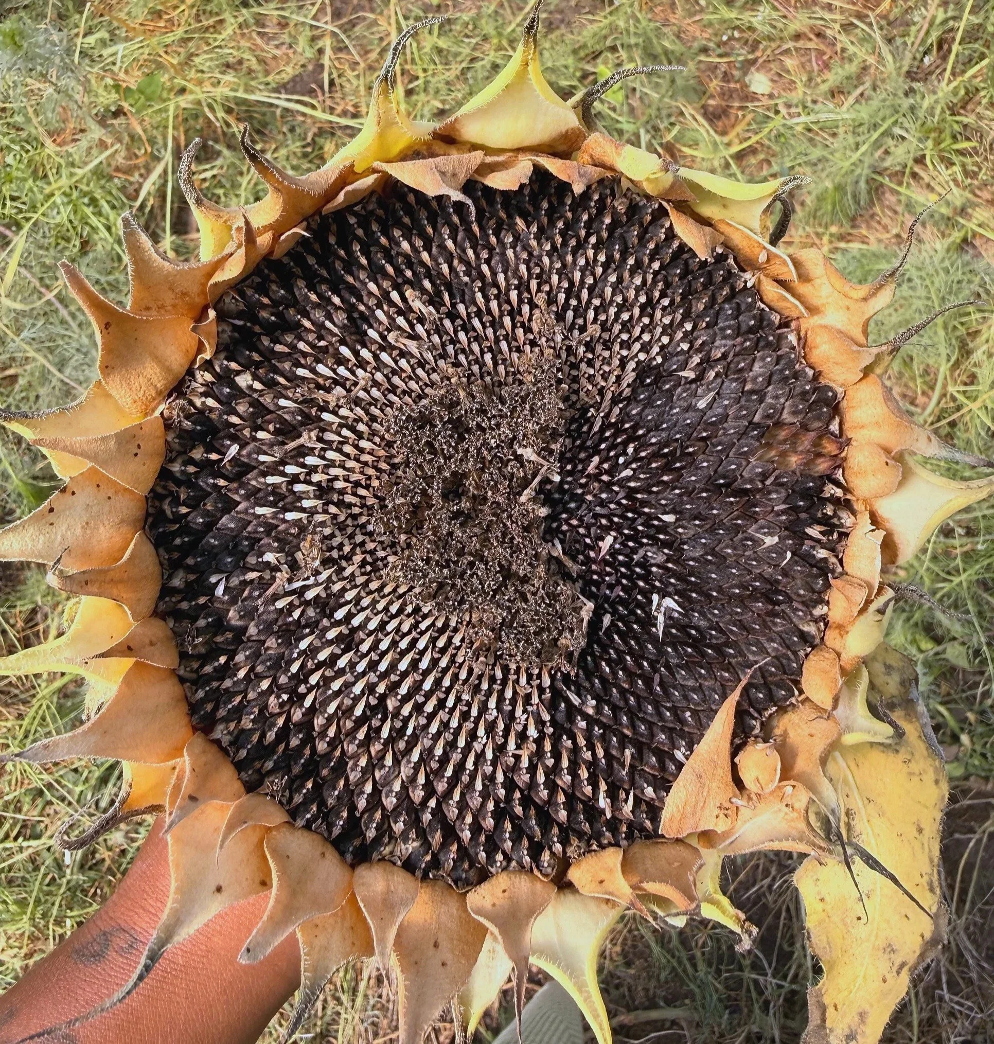 A sunflower head with black seeds arranged in a spiral pattern, surrounded by yellow and brown dried petals and greenish-yellow sepals, placed on grass and leaves.