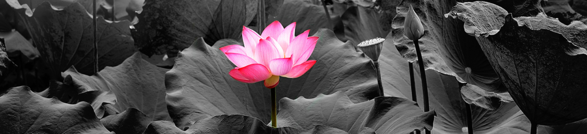 Vibrant pink lotus flower rising above dark lotus leaves in a pond