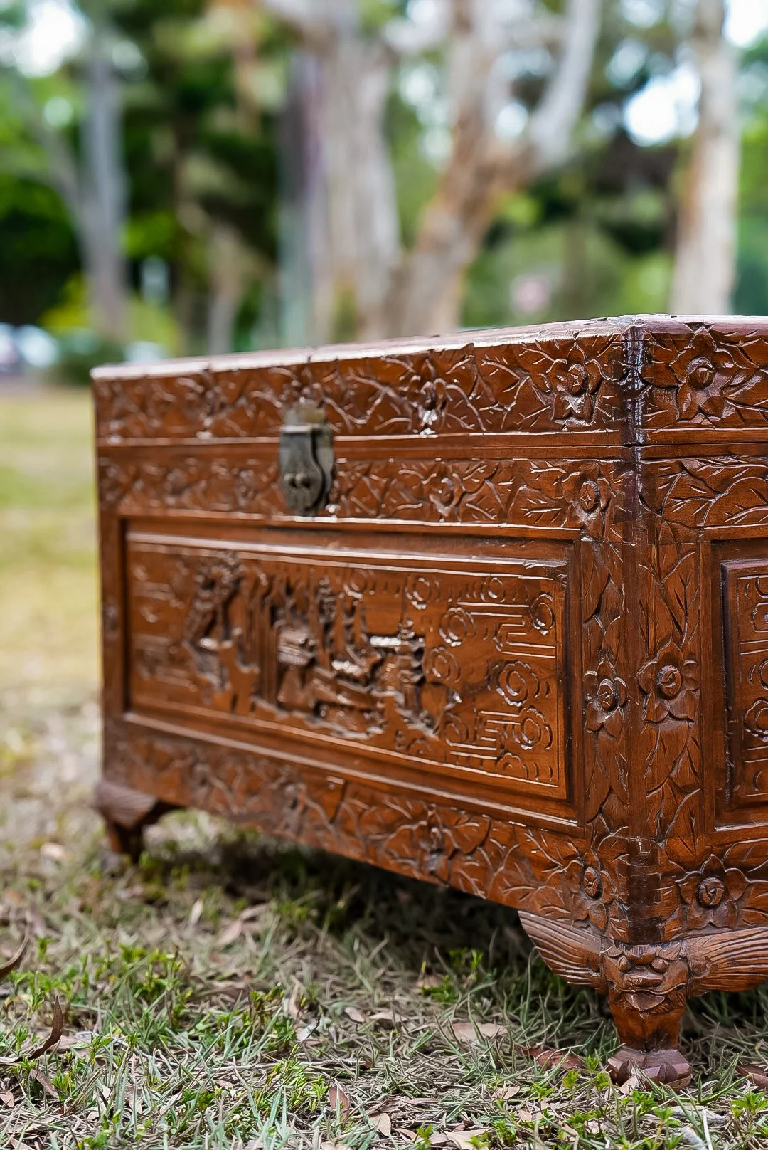 Camphor Laurel Treasure Chest