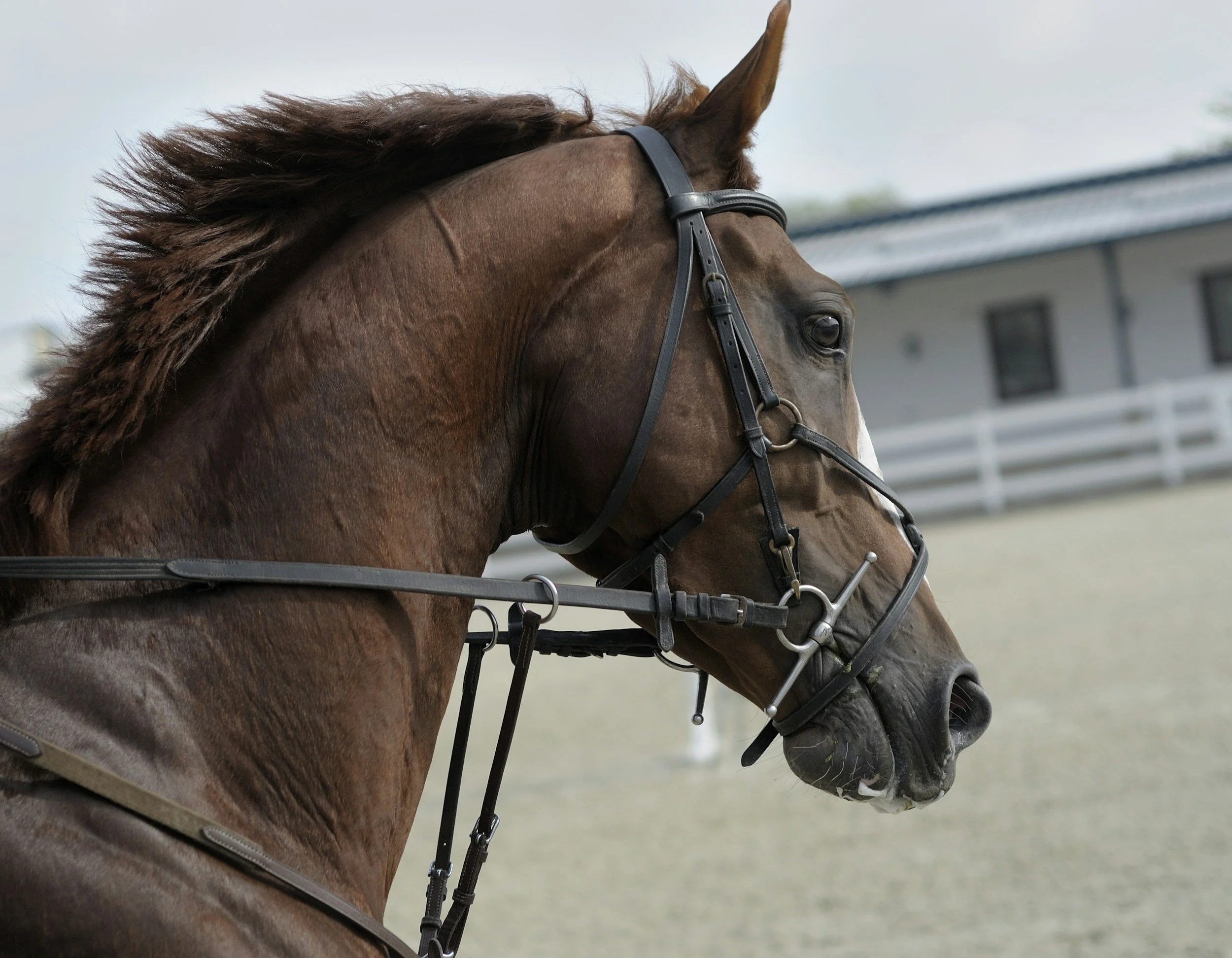 Close-up of a brown horse's head with a black bridle, showing its mane, eye, and part of its muzzle, in an outdoor riding arena with a building in the background.