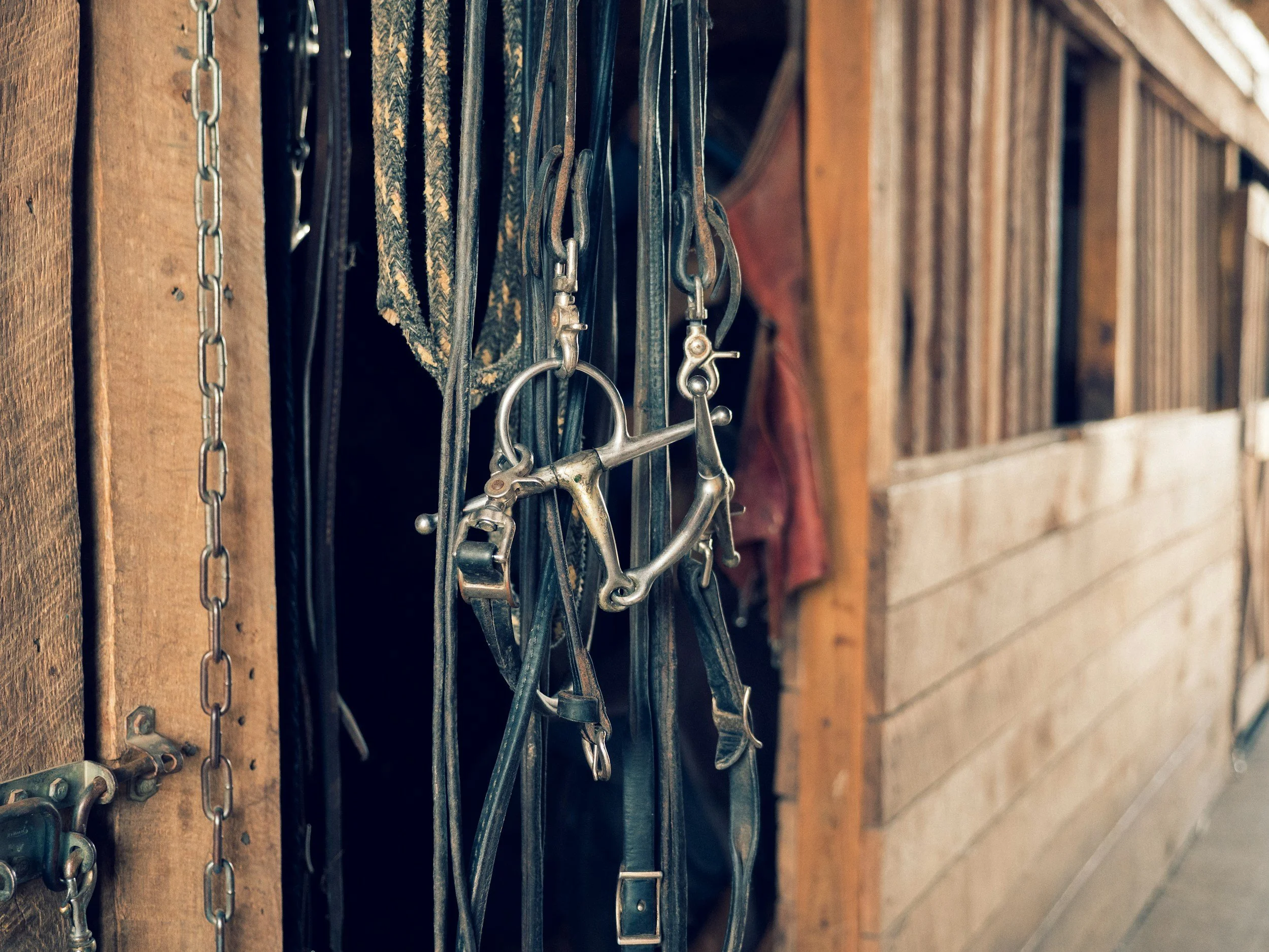 A close-up of horse bridles and bits hanging on a wooden wall in a stable.
