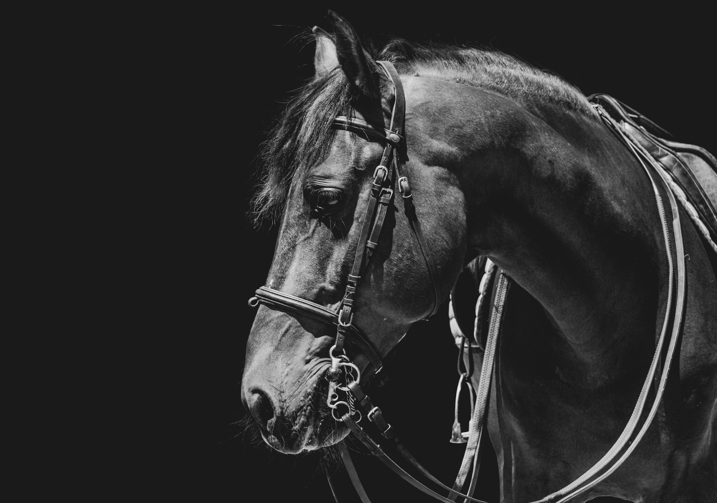 A black and white photograph of a horse with a bridle and riding gear, facing slightly to the left.