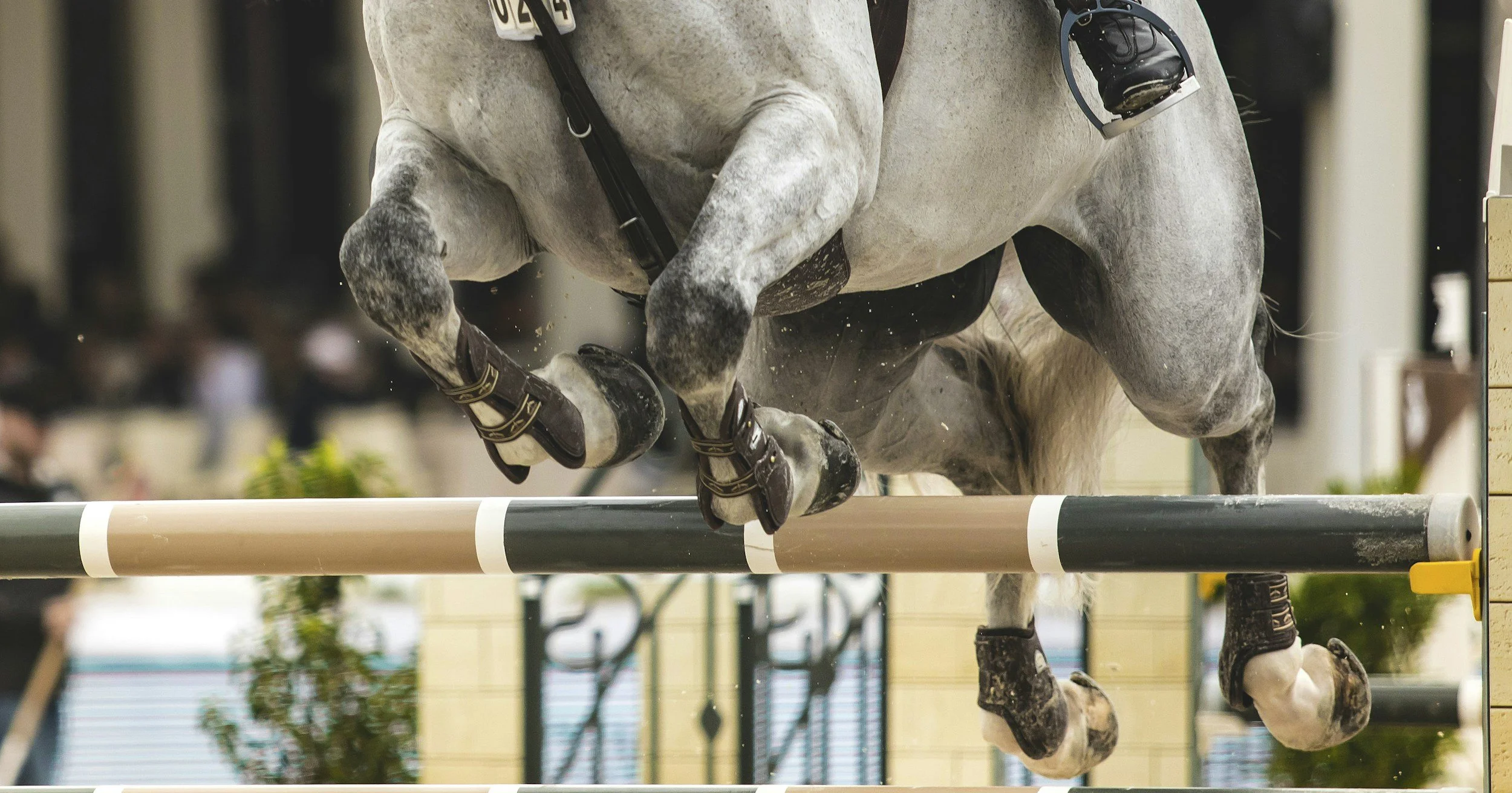 A gray horse with a white face is jumping over a hurdle during an equestrian event, wearing black boots and a bridle, with a crowd blurred in the background.