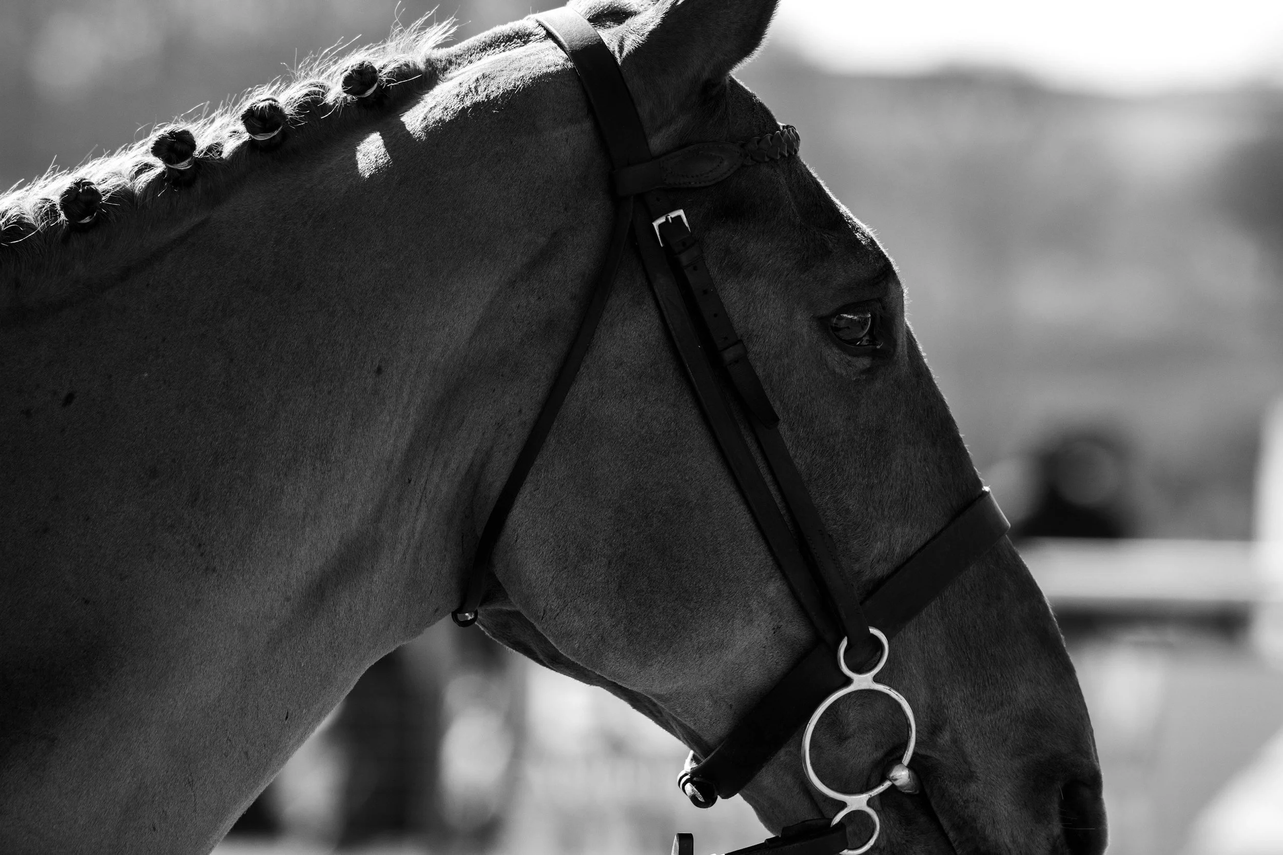 Close-up of a horse's head in black and white, showing braided mane, bridle, and reins.