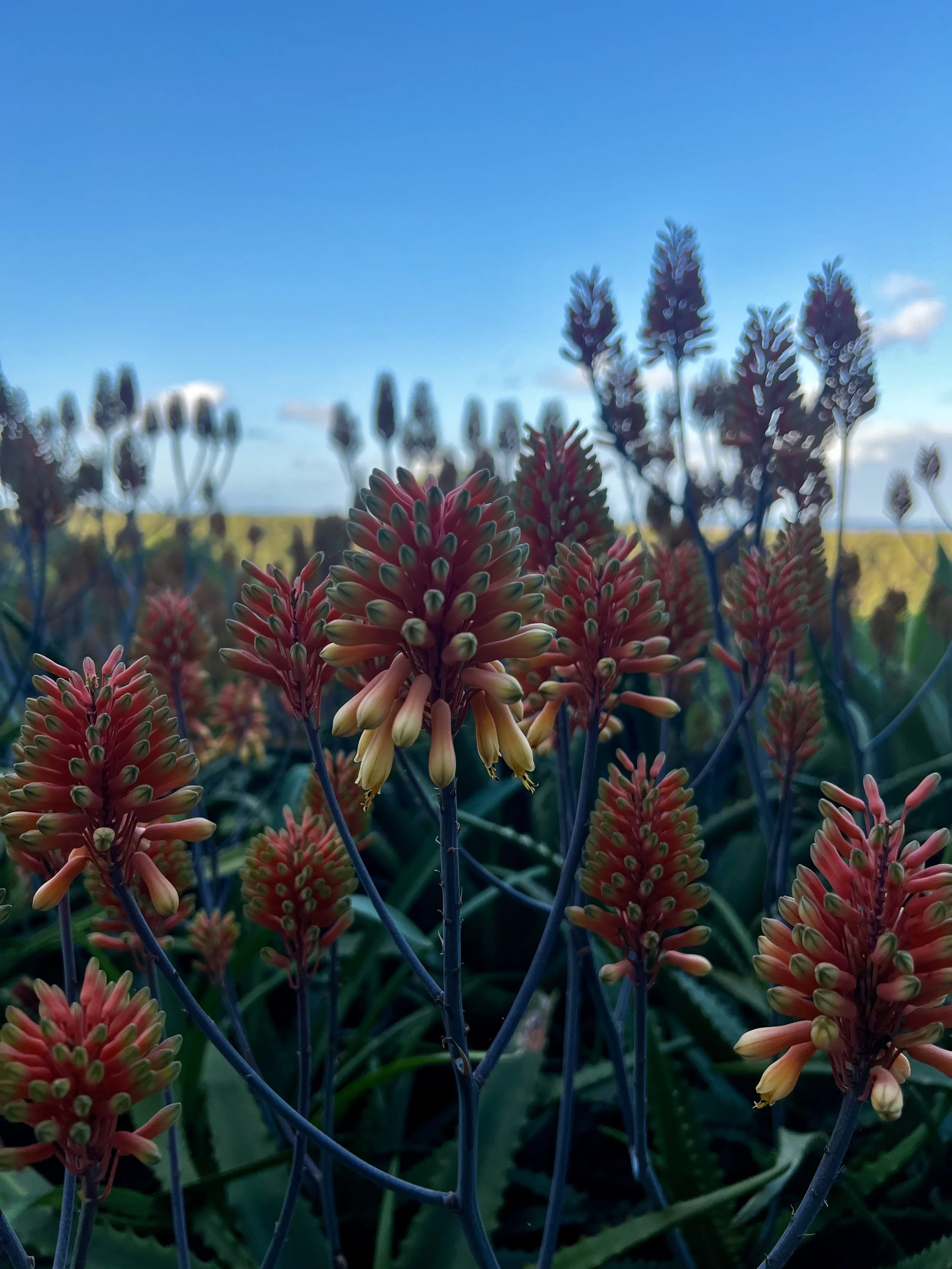 Agave plants flowering in a garden at a home in Northern Rivers, NSW.