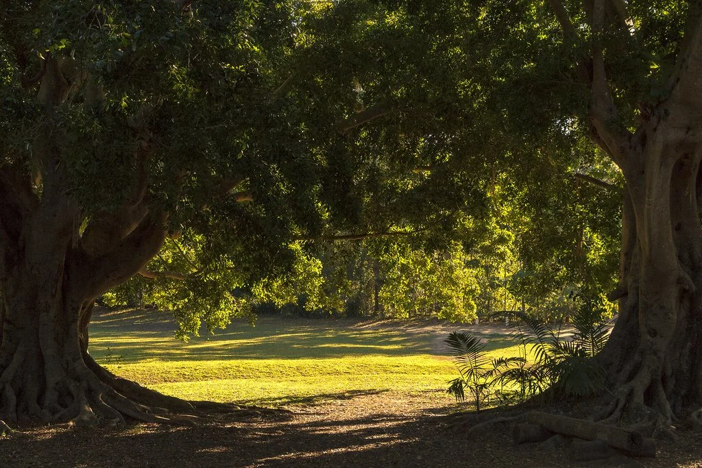 Sunlight filters through lush green trees onto a grassy open space with plants in the foreground.