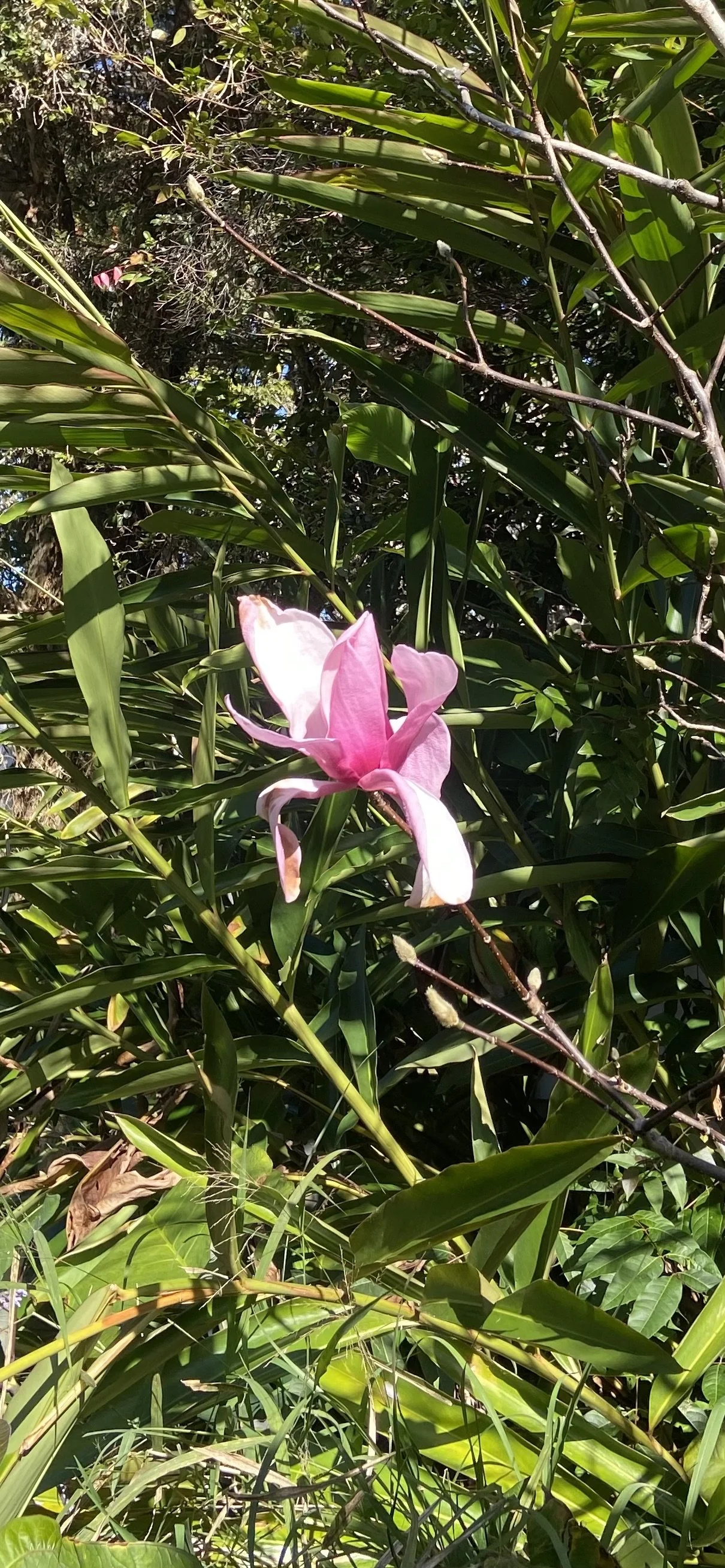 Pink magnolia flower blooming on a tree.