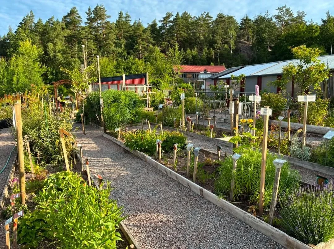 En trädgård med växter och rabatter, omgiven av grusgångar och träd, med byggnader och skog i bakgrunden på en solig dag.