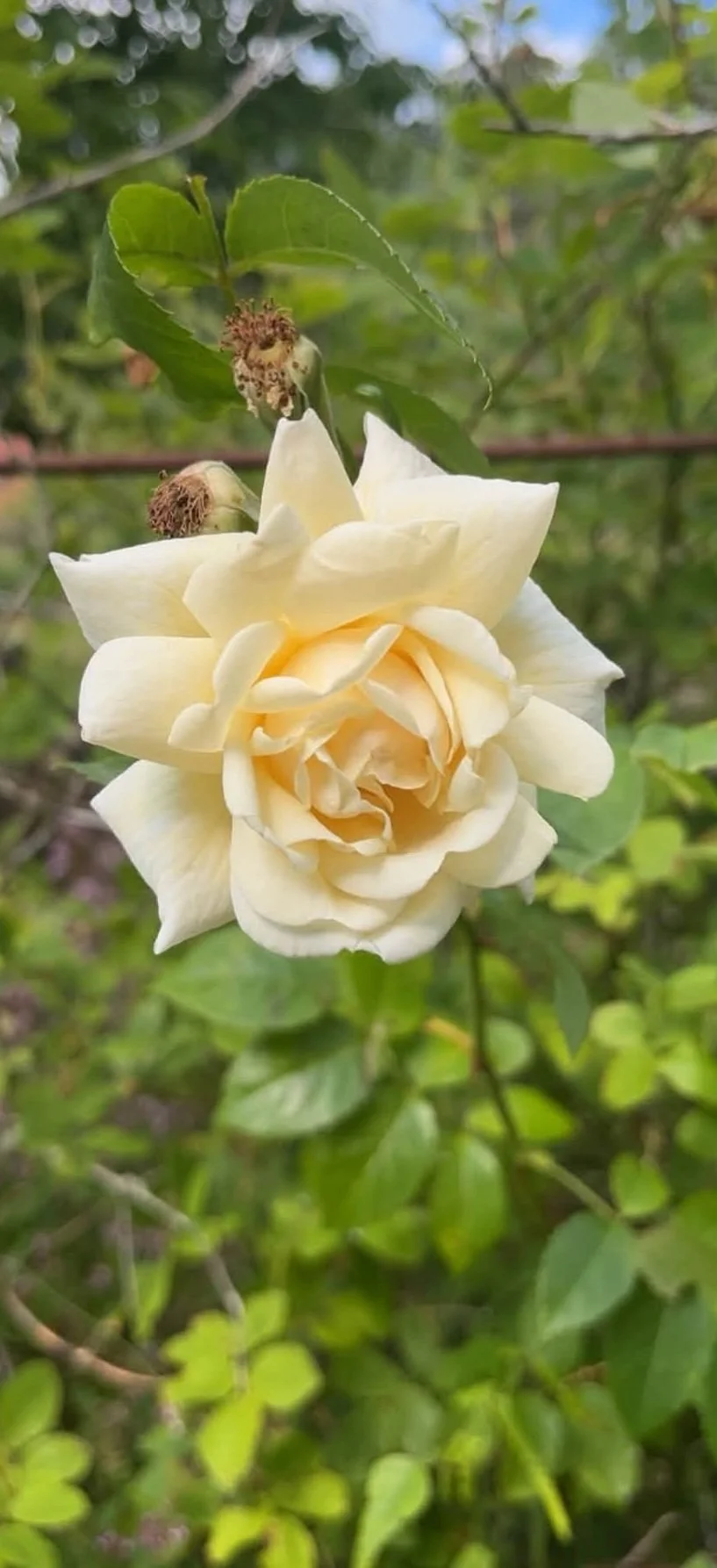 En vit ros som blommar på en grön buske med blad i bakgrunden.