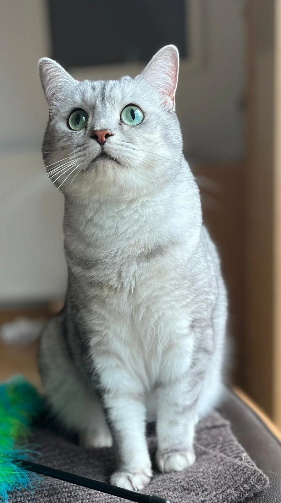 Gray tabby cat with green eyes sitting on a gray mat indoors, looking up with attentive expression.