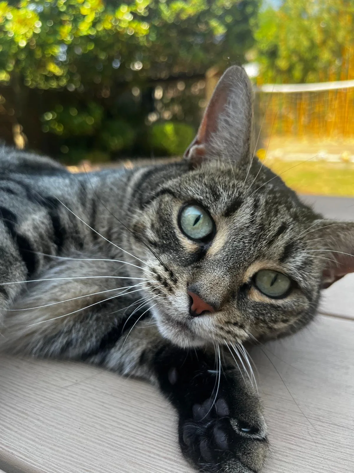 Close-up of a tabby cat lying on its side outdoors with green trees and yellow flowers in the background.