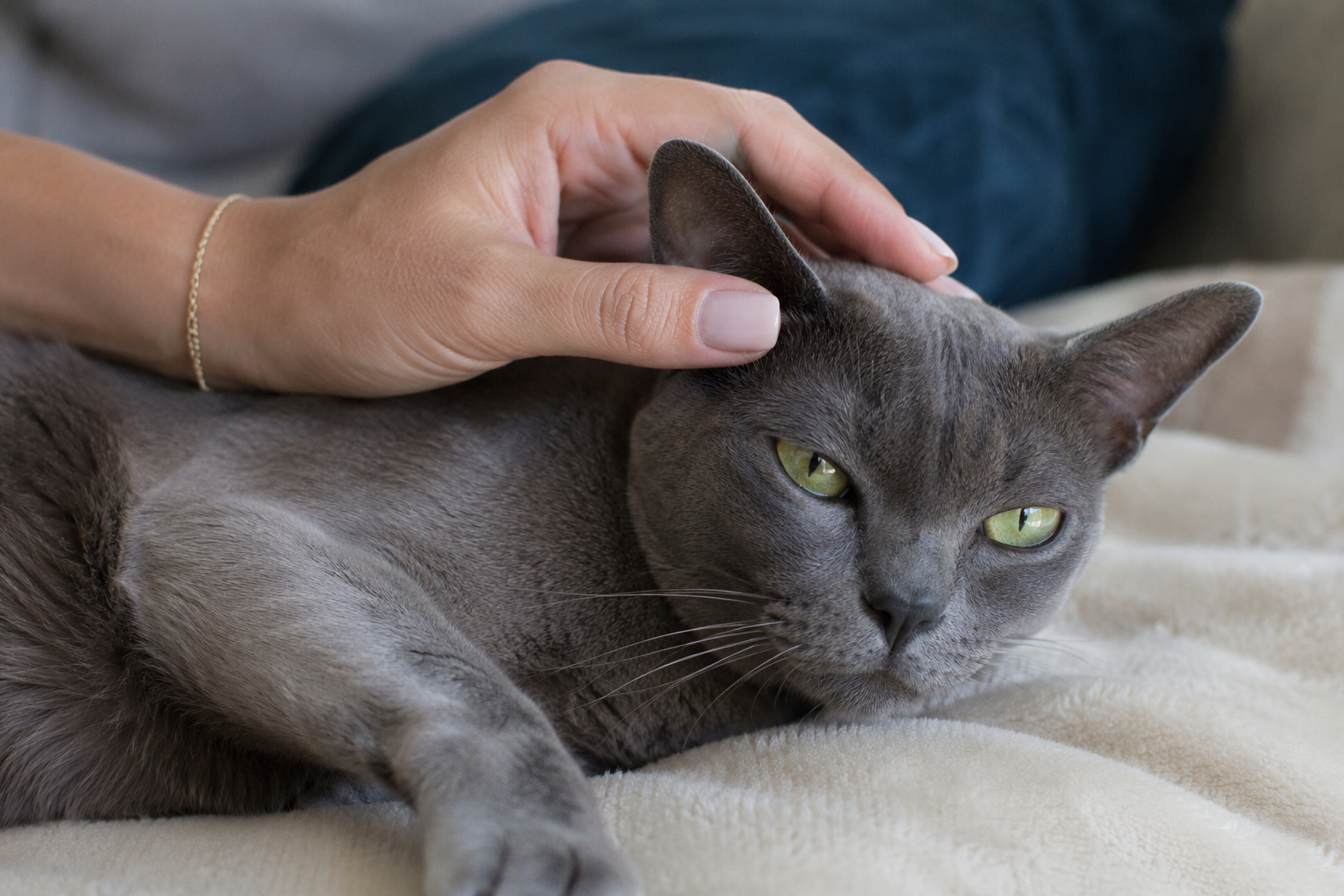 Cat Sitting