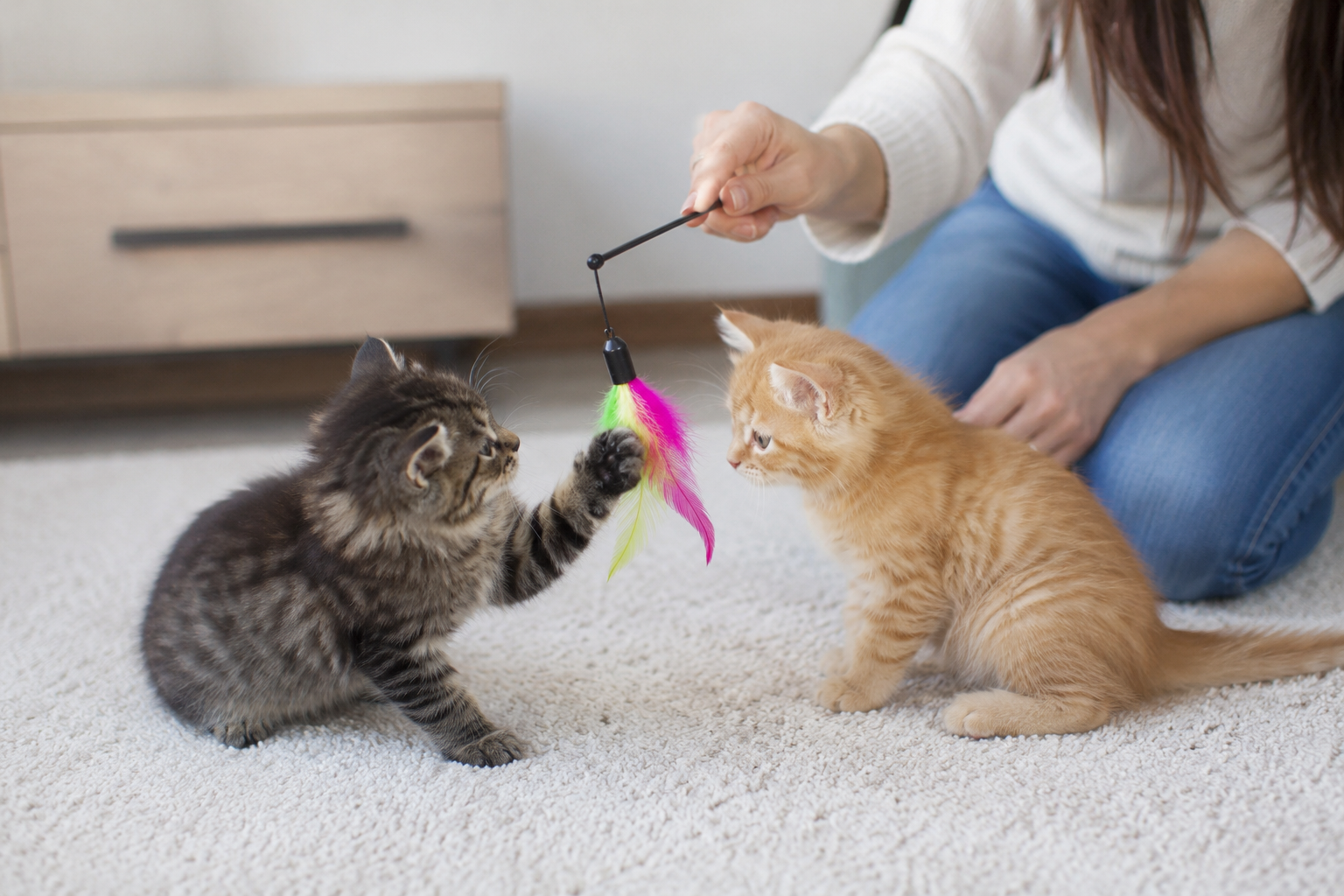 A cat sitter playing with two cats using a colorful feather toy on a carpeted floor.