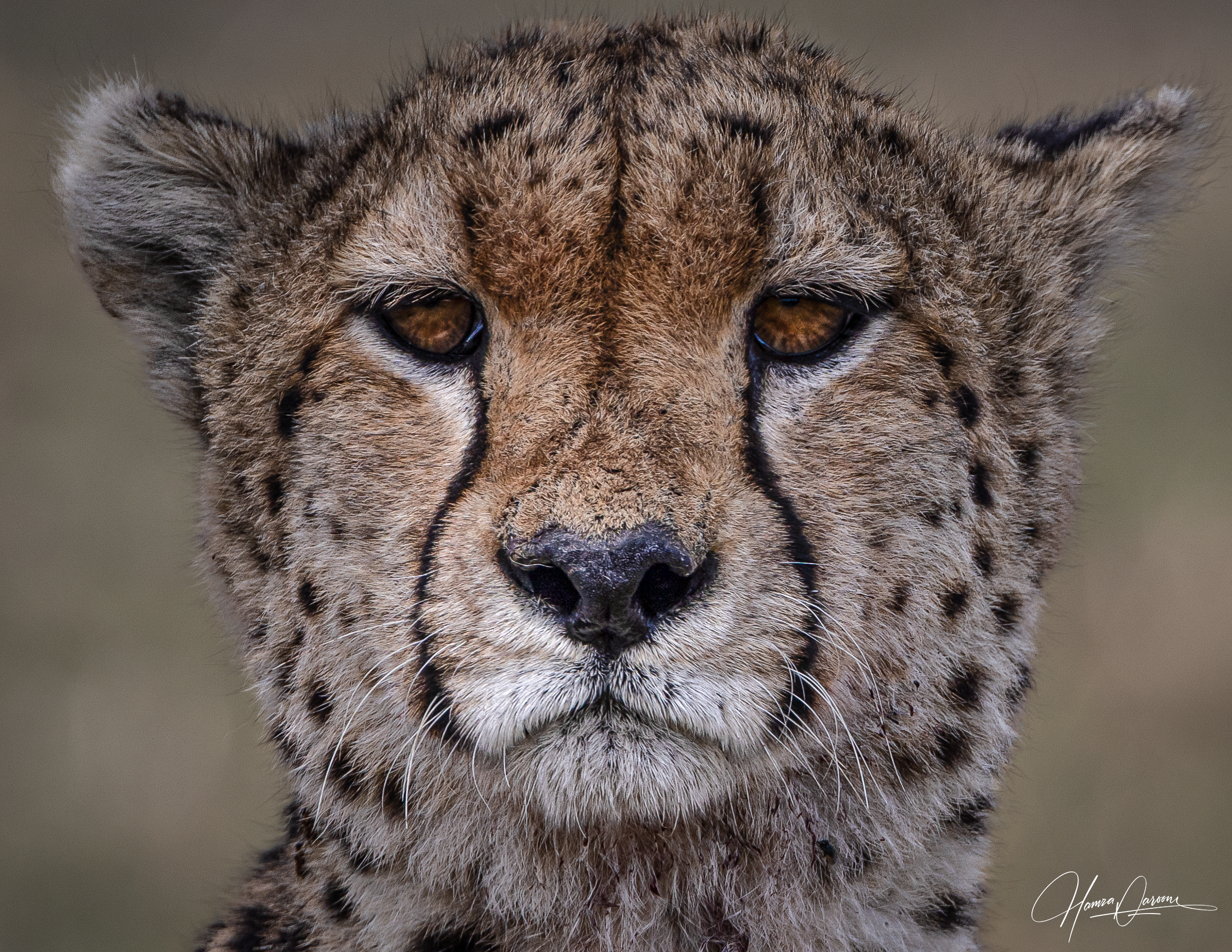 Close-up of a cheetah's face, highlighting its golden eyes, distinctive black tear marks, and spotted fur.