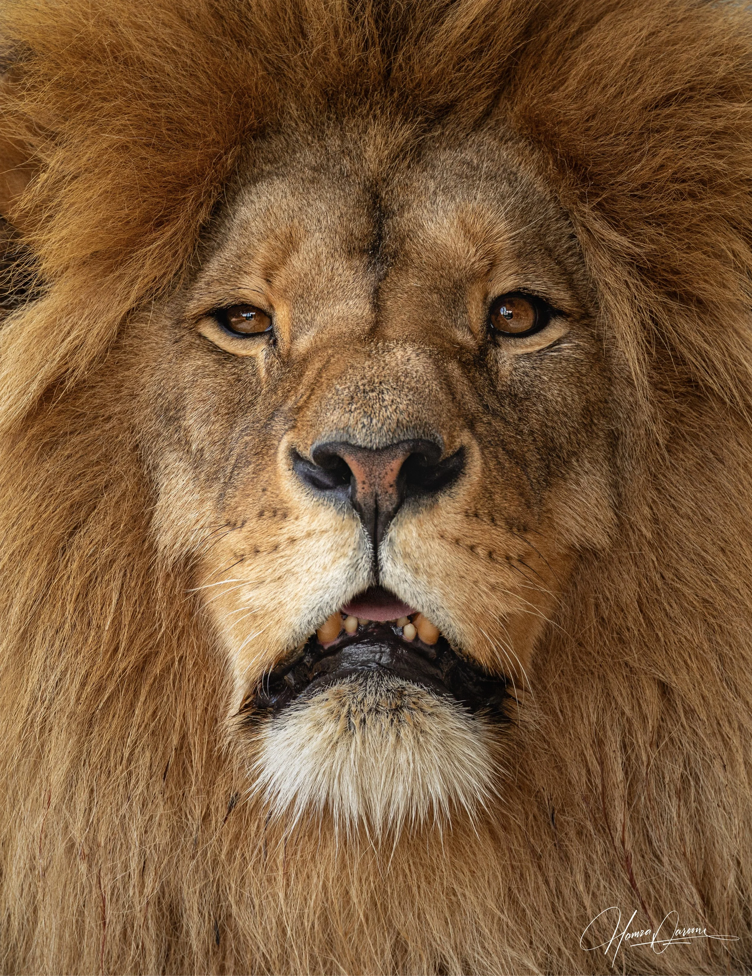 Close-up photograph of a lion's face focusing on its eyes and mane, showing detailed fur texture and facial features.