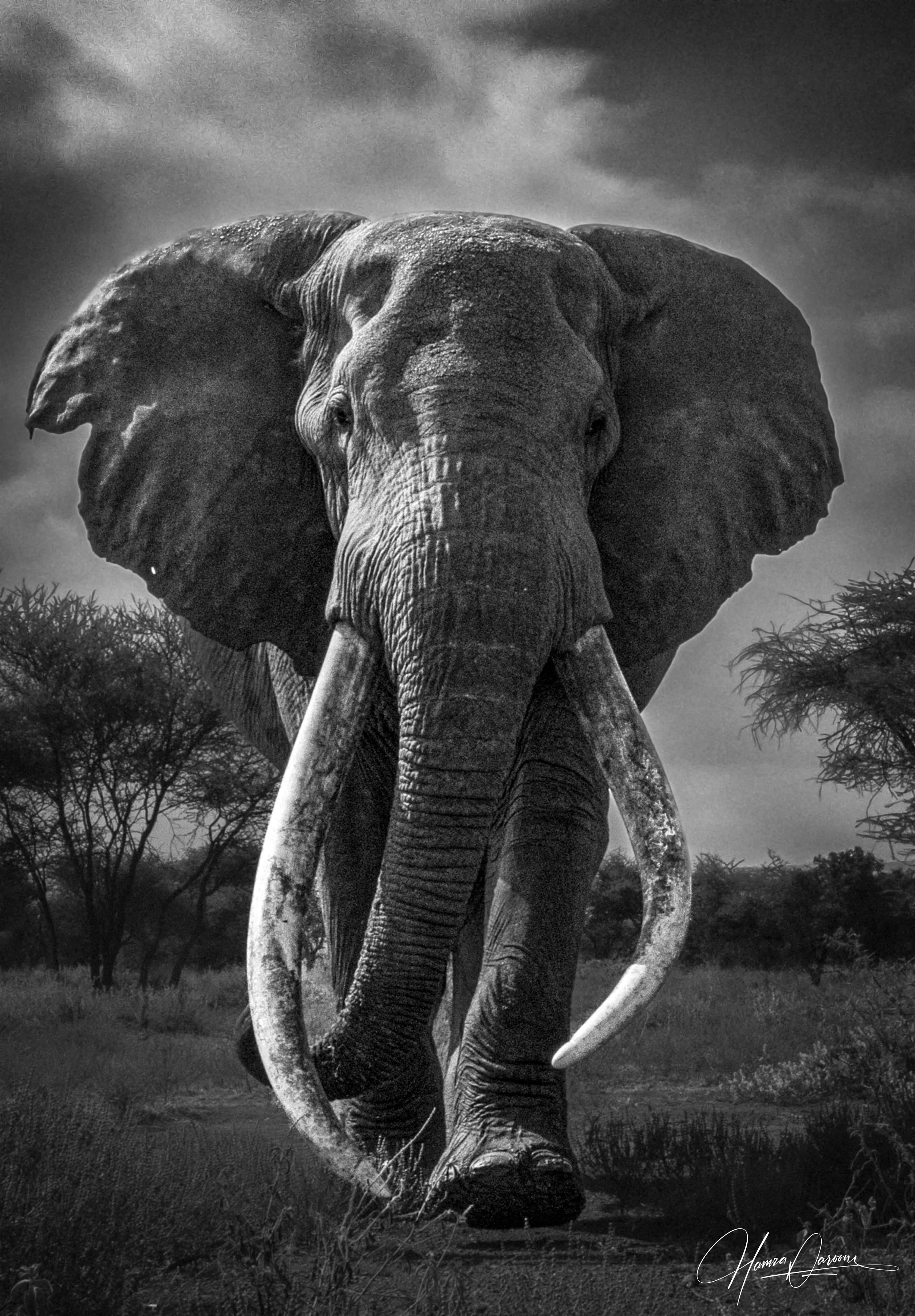 A black and white photograph of an African elephant standing in a grassy plain with scattered trees and a cloudy sky in the background.