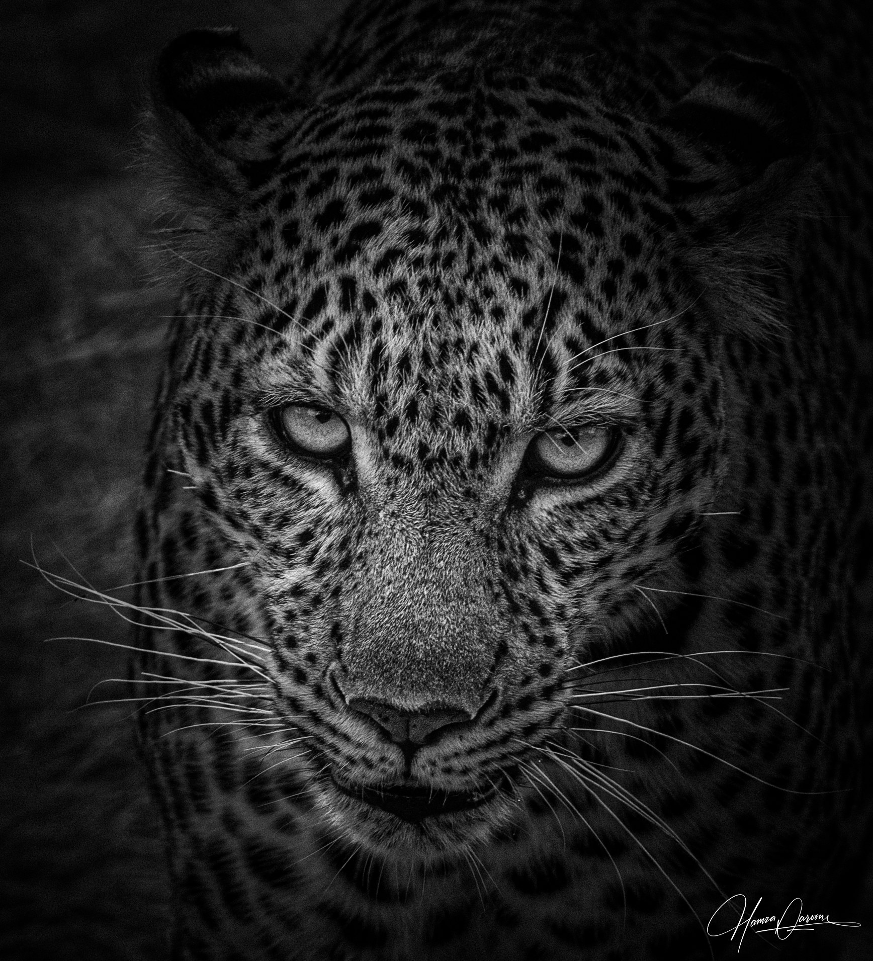 Close-up photograph of a leopard's face, showing intense eyes and spotted fur in black and white.