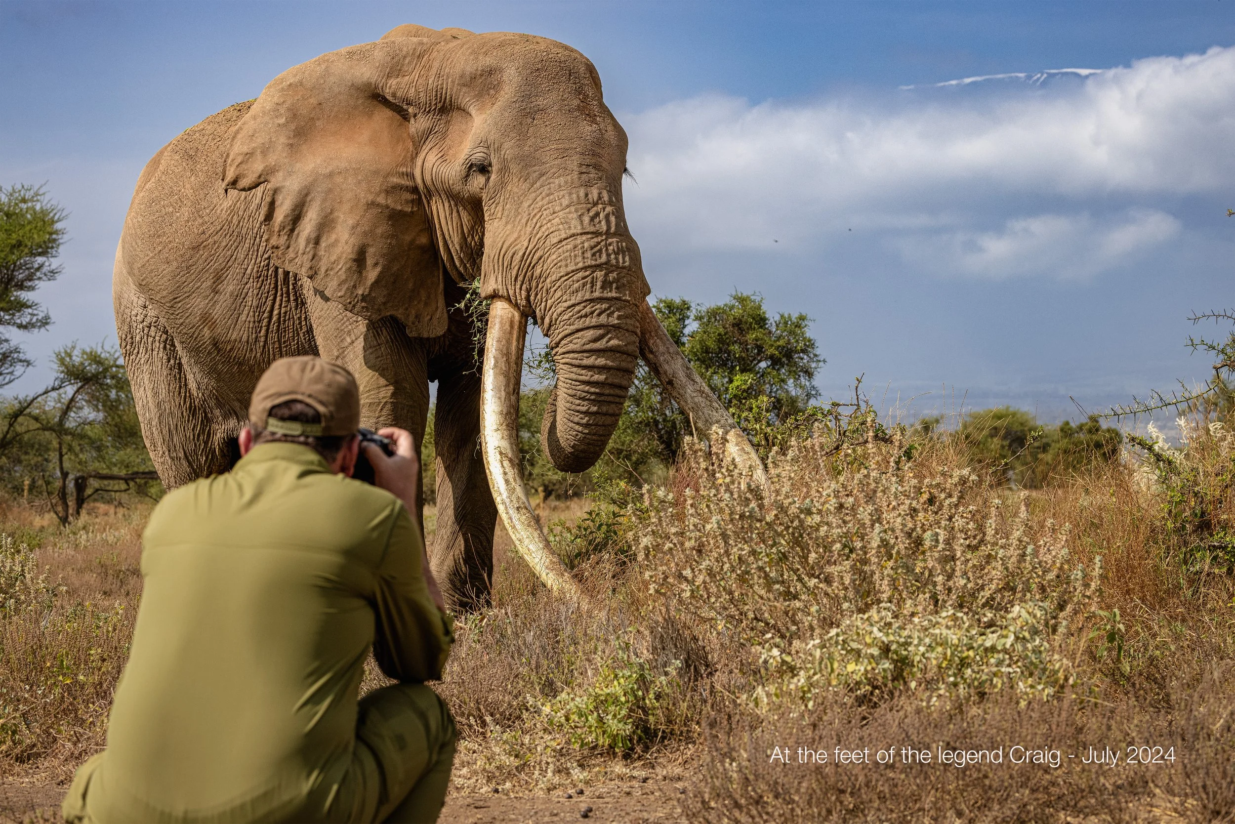 A person wearing a cap and khaki clothing is taking a photograph of a large African elephant in a savannah landscape with sparse bushes and trees under a partly cloudy sky.