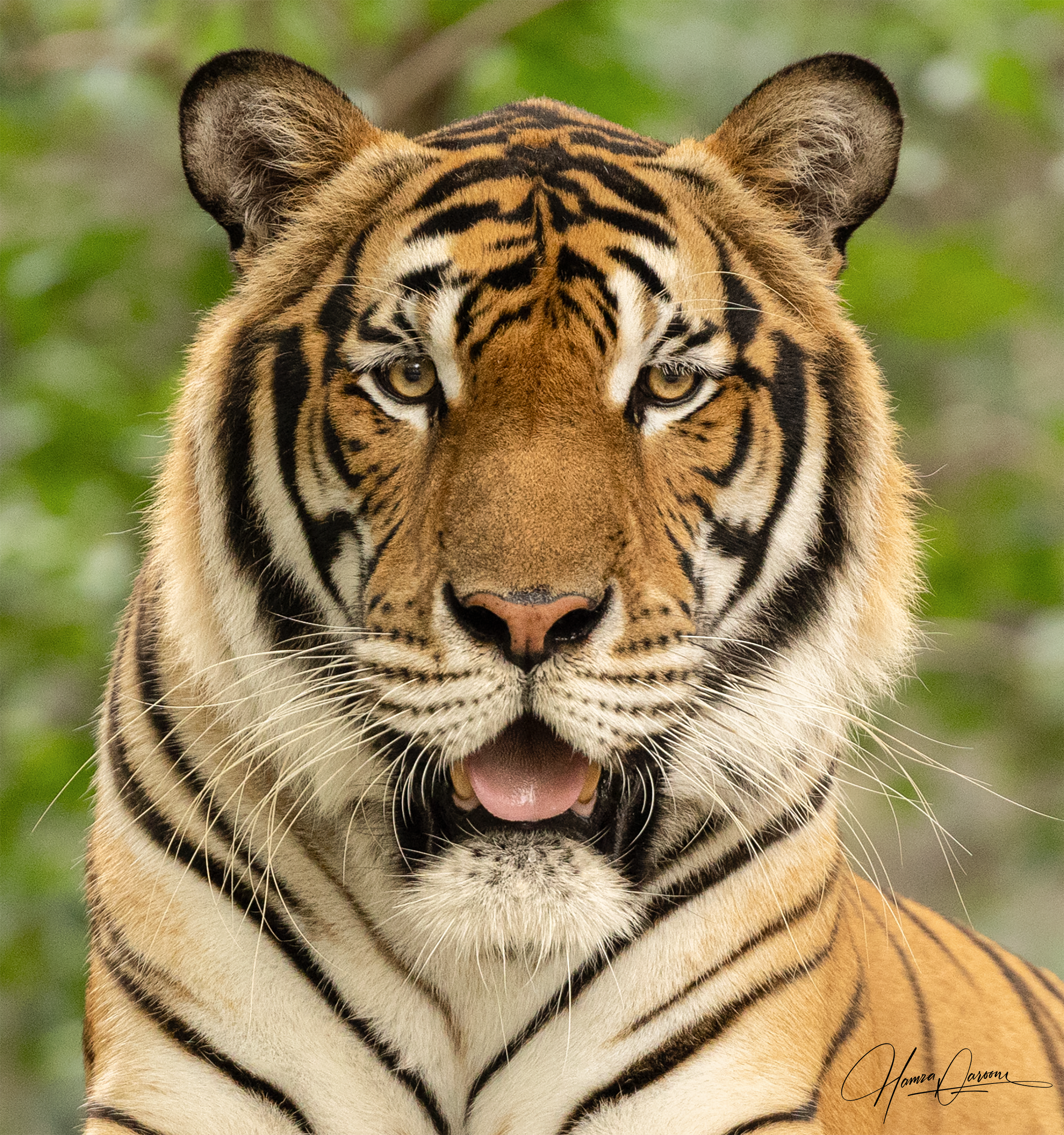 Close-up of a tiger's face with yellow eyes, black stripes, and orange fur, set against a blurred green background.