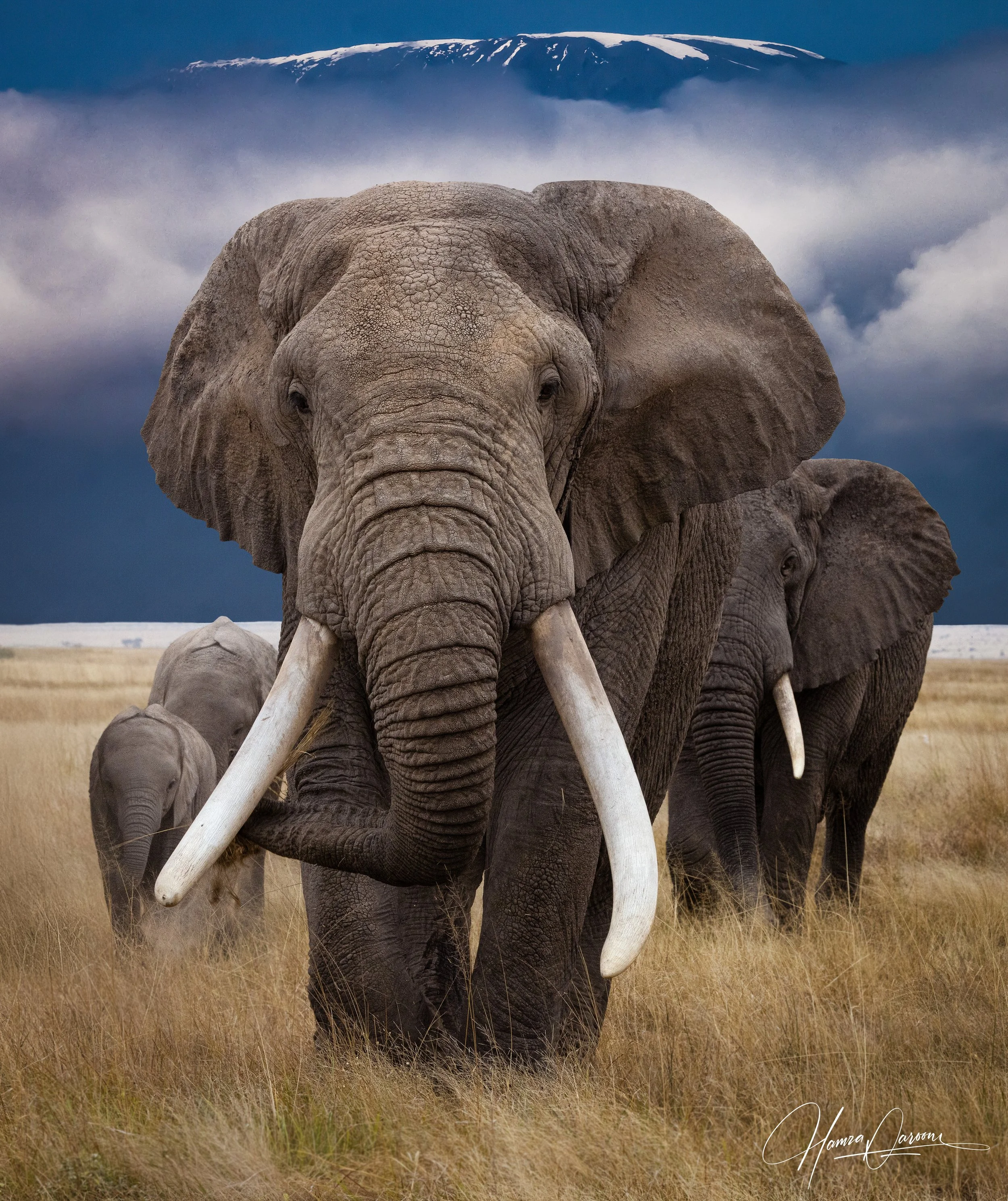A herd of elephants walking through a grassy plain with a mountain in the distance, partly covered with snow, under a blue sky with some clouds.