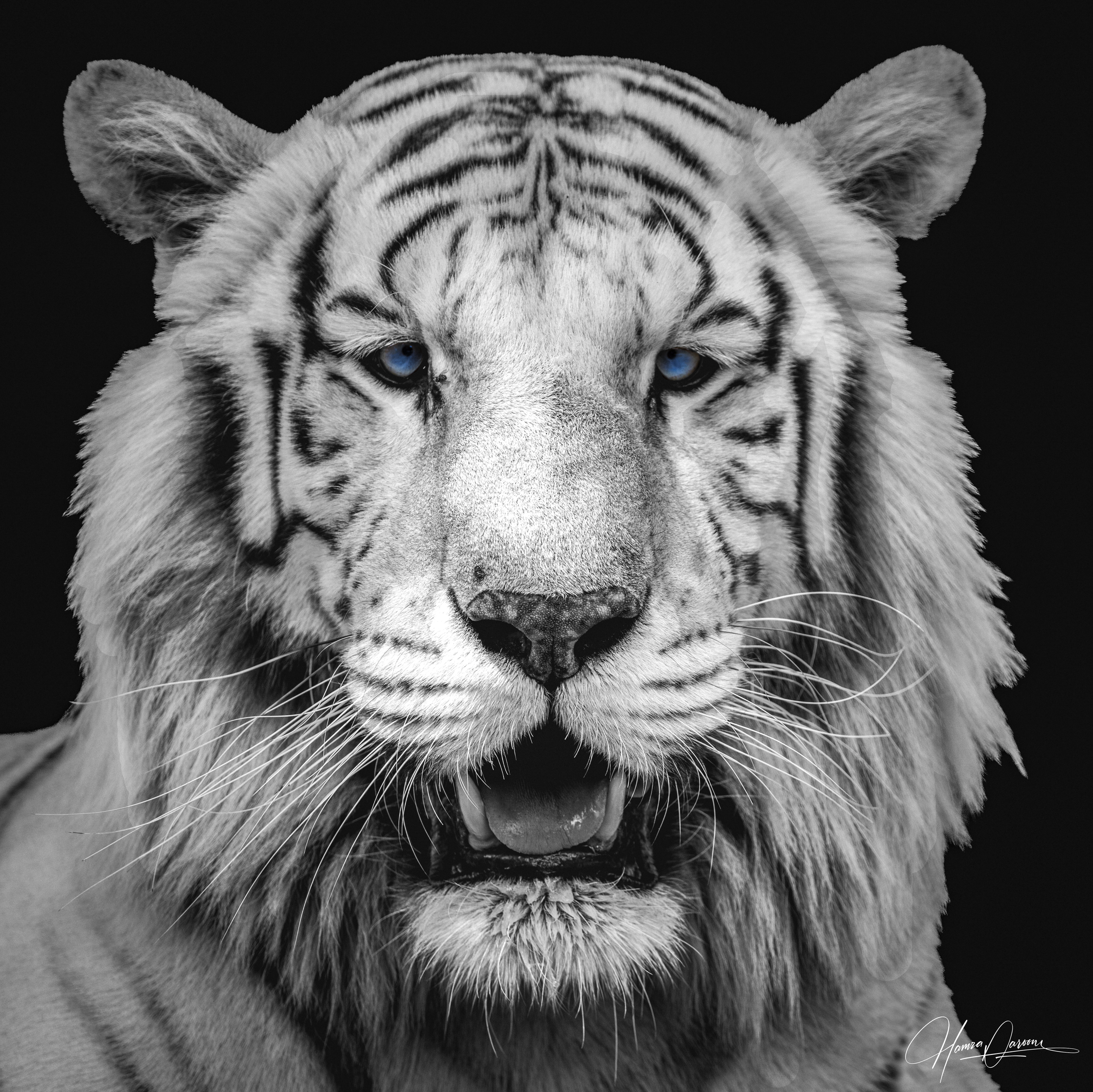 Close-up black and white photo of a tiger with piercing blue eyes, showing detailed fur and stripes.