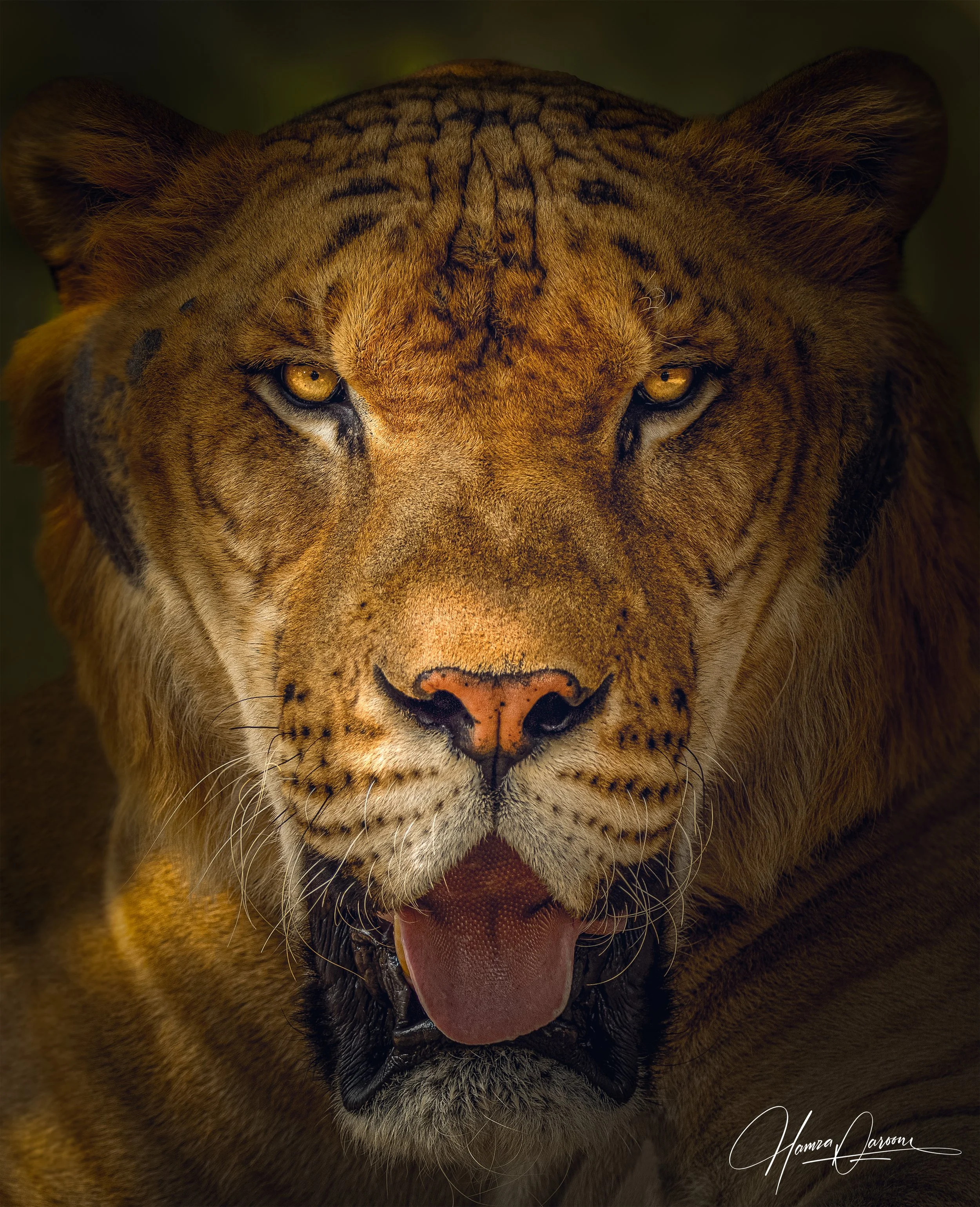A close-up of a lioness's face with yellow eyes and her mouth open showing her tongue.