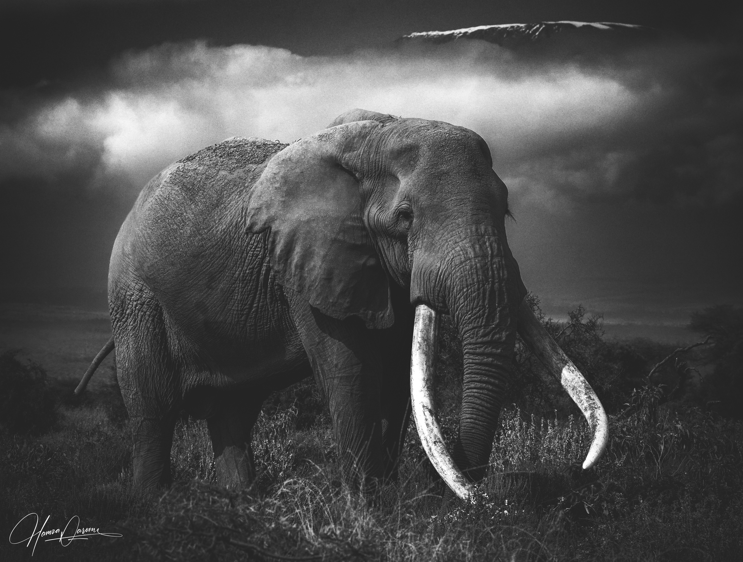 Black and white photo of an elephant with large tusks standing outdoors under a cloudy sky.
