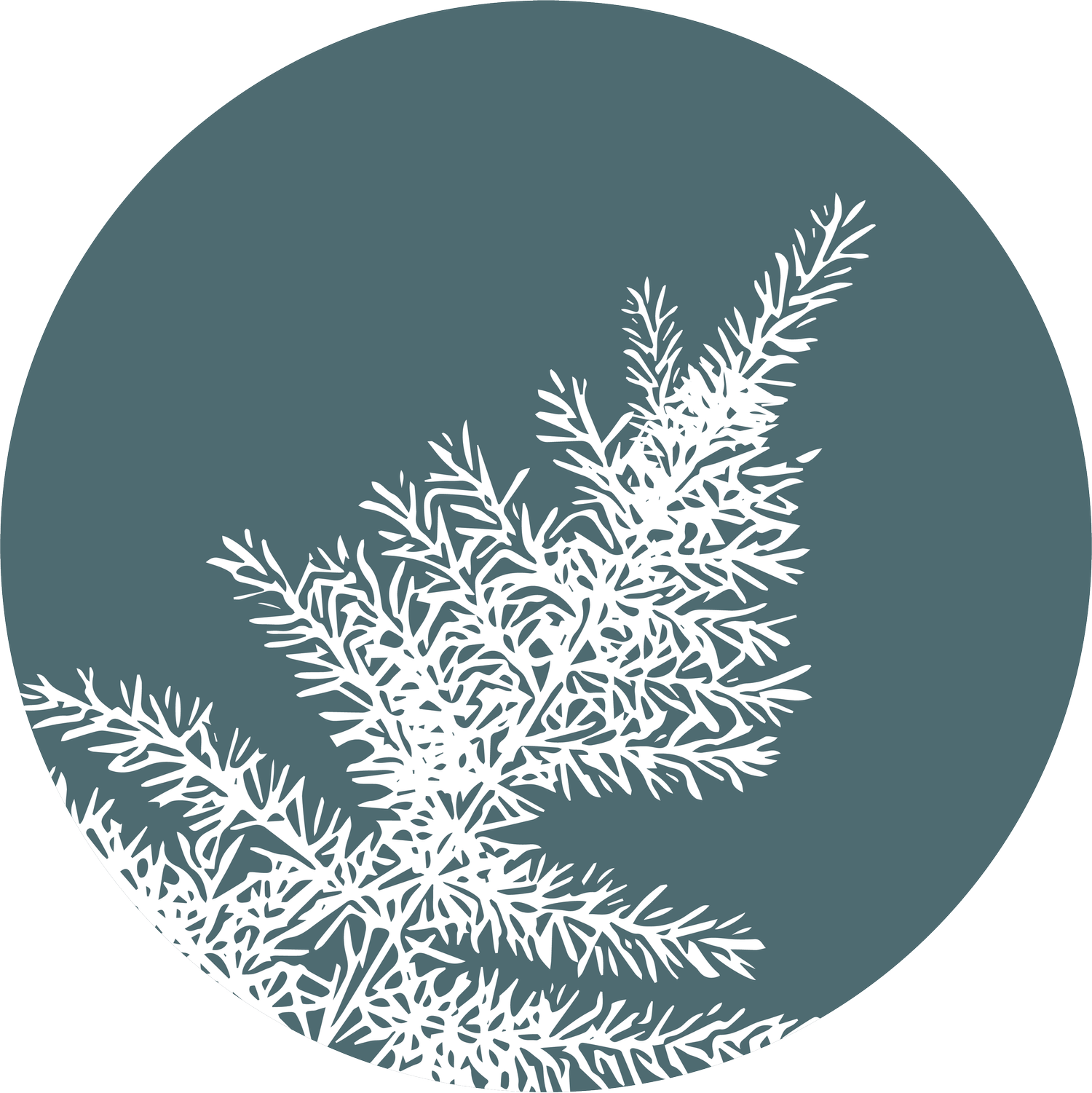 Spruce NEXT