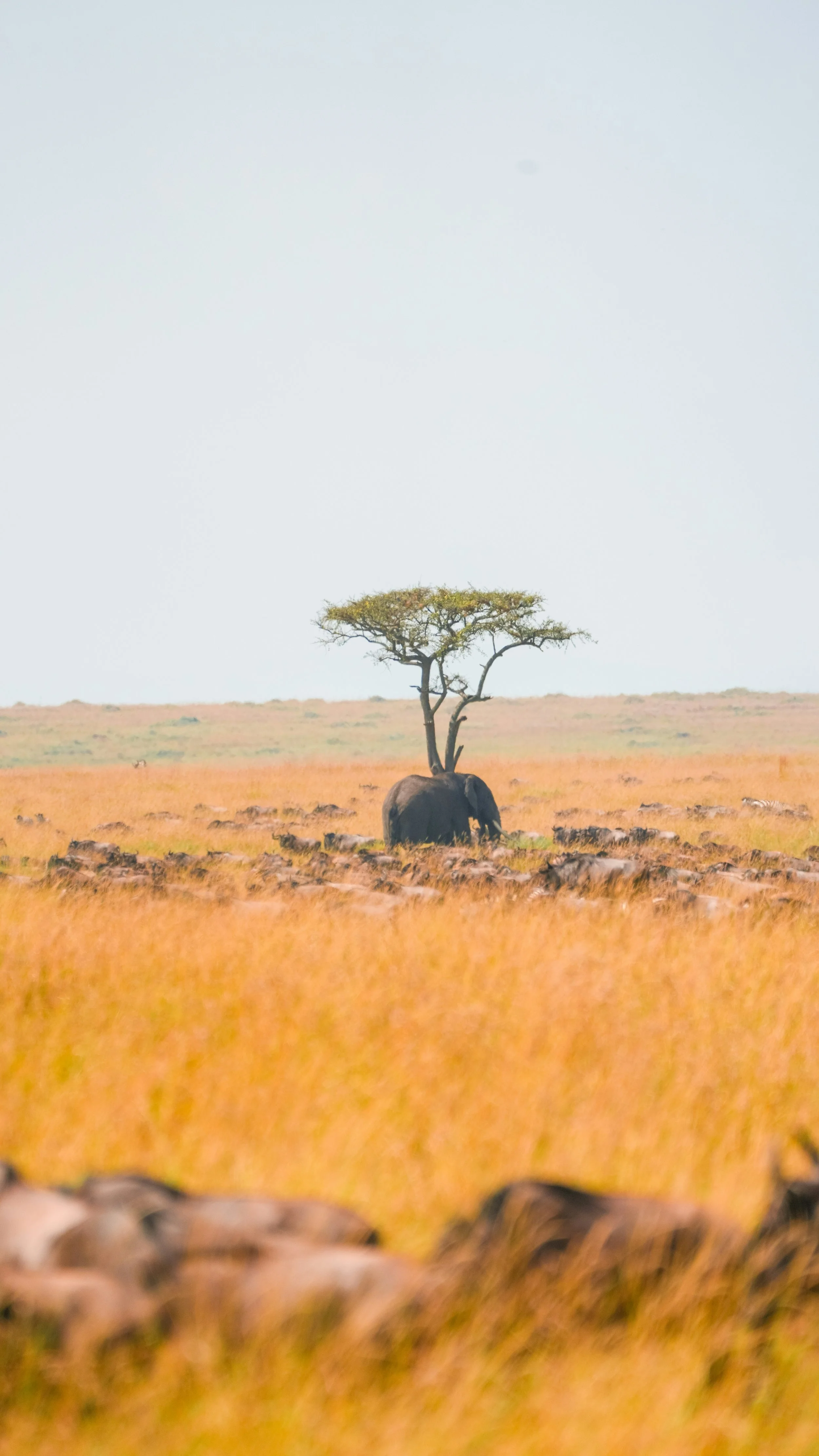 African elephant standing beneath an acacia tree in a golden savanna landscape.