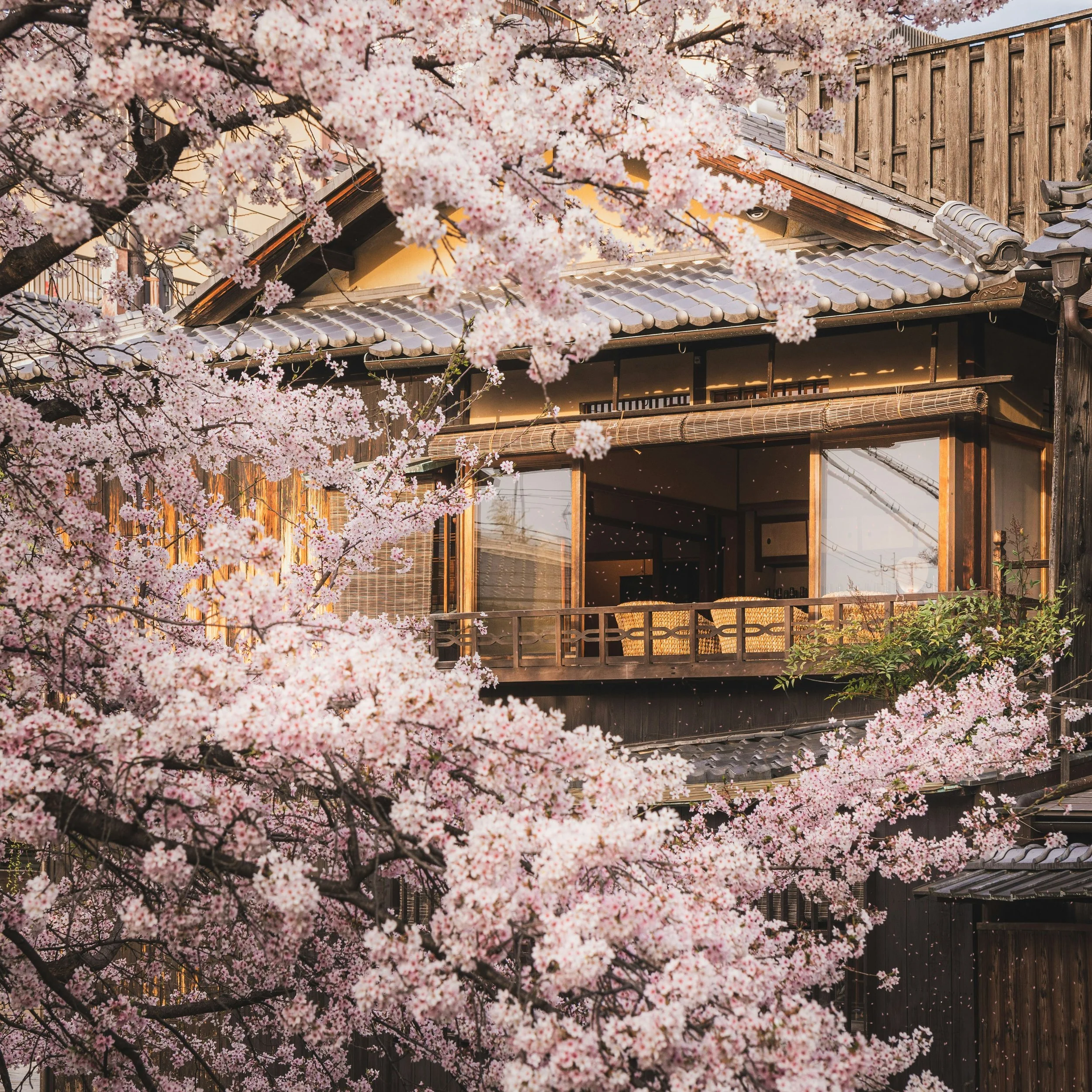 Pink cherry blossoms framing a traditional wooden Japanese building with a tiled roof in spring.