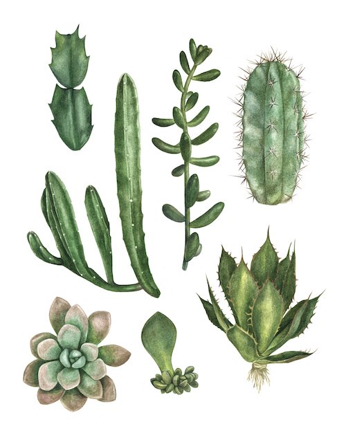 succulentprint copy.jpg