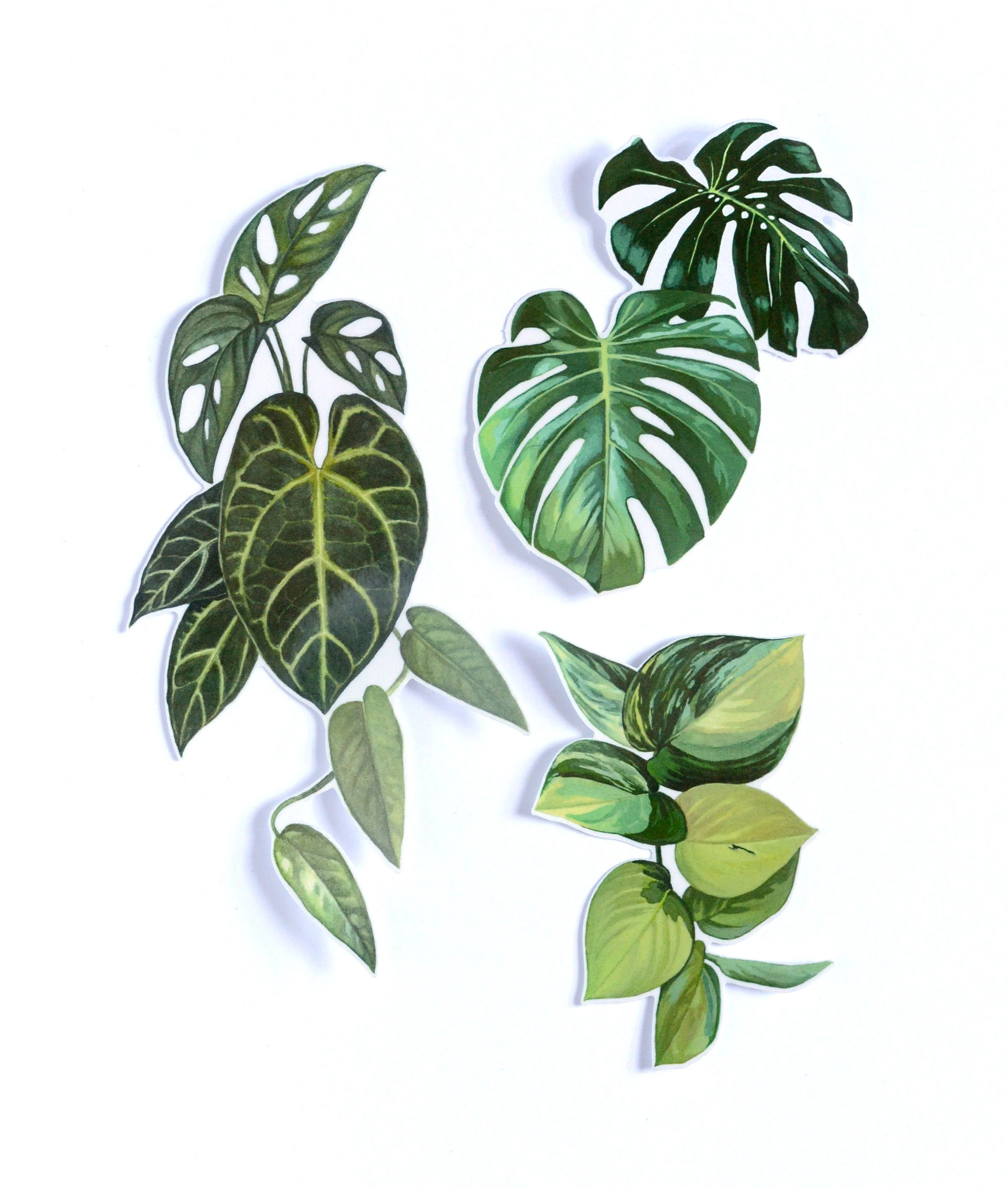 Temporary Tattoos (Houseplants)