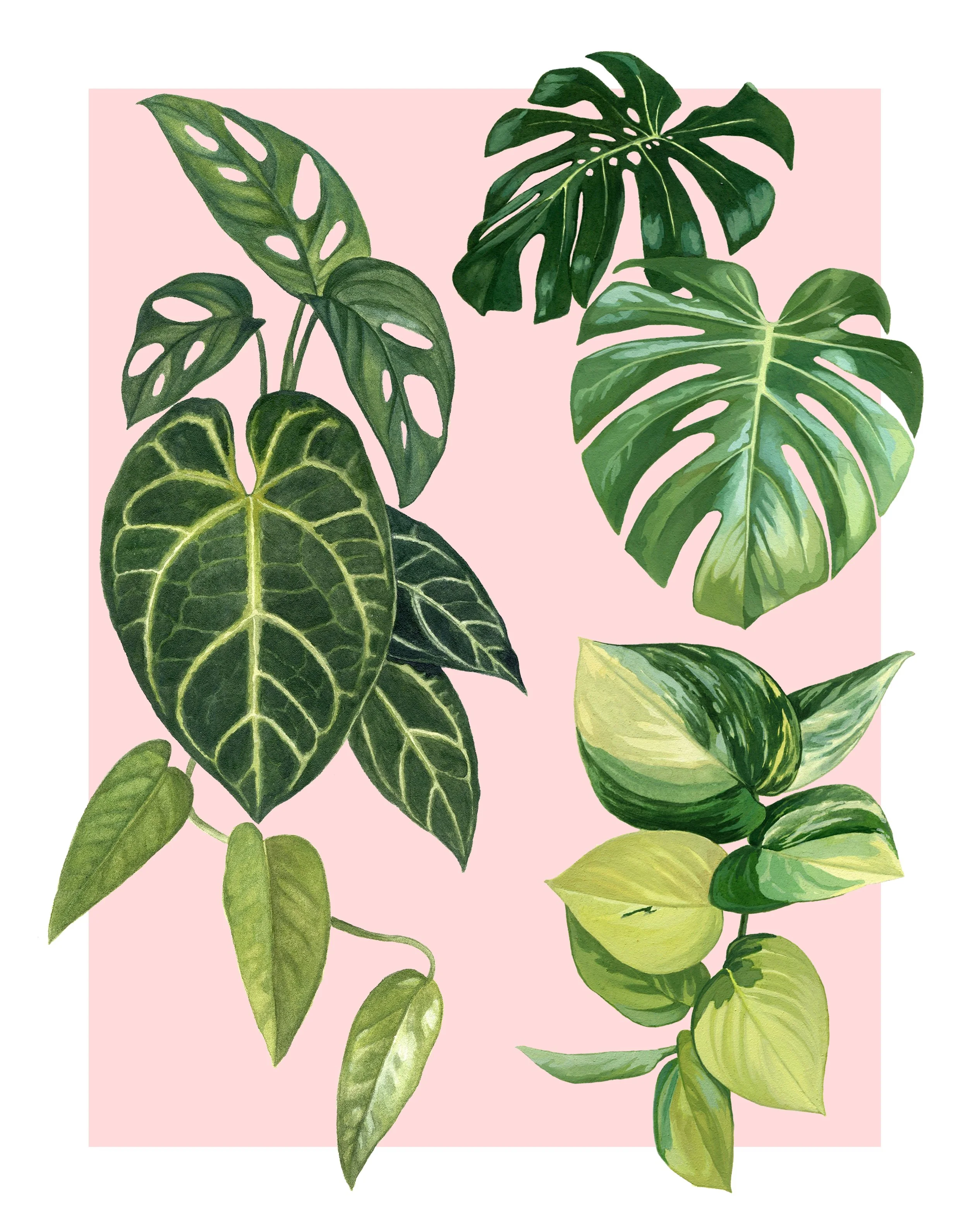 Houseplants Art Print