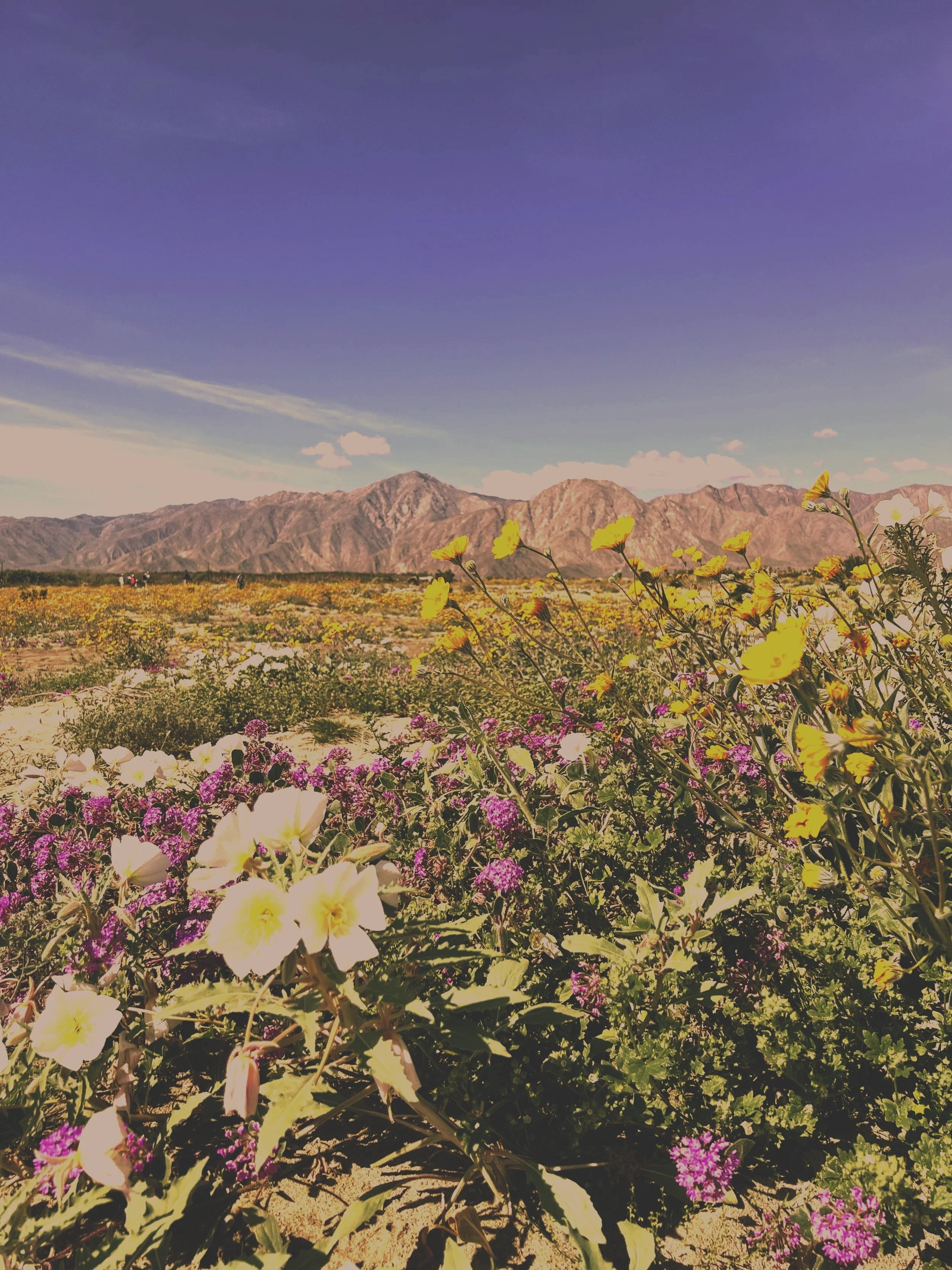A field of colorful flowers with mountains in the background and a clear sky above.