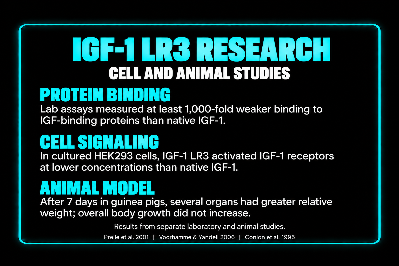 Research poster with neon blue border, titled 'IGF-1 LR3 RESEARCH' in large text. Subsections titled 'Protein Binding', 'Cell Signaling', and 'Animal Model' with descriptions of experiments on IGF-1 LR3 in cell and animal studies.