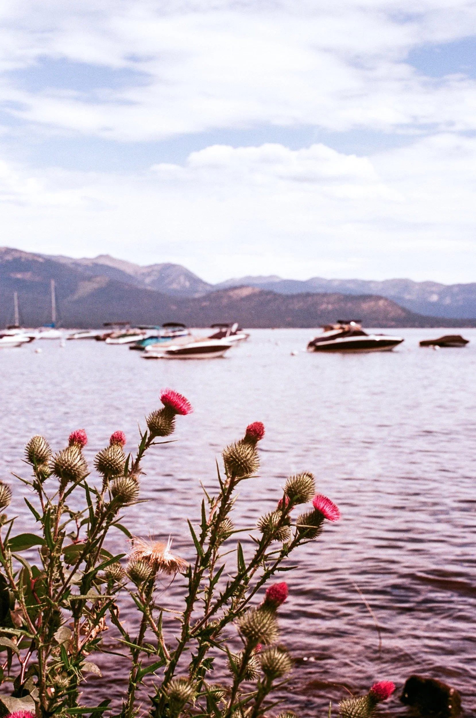 Color film photo of pink thistles on the shore of Lake Tahoe