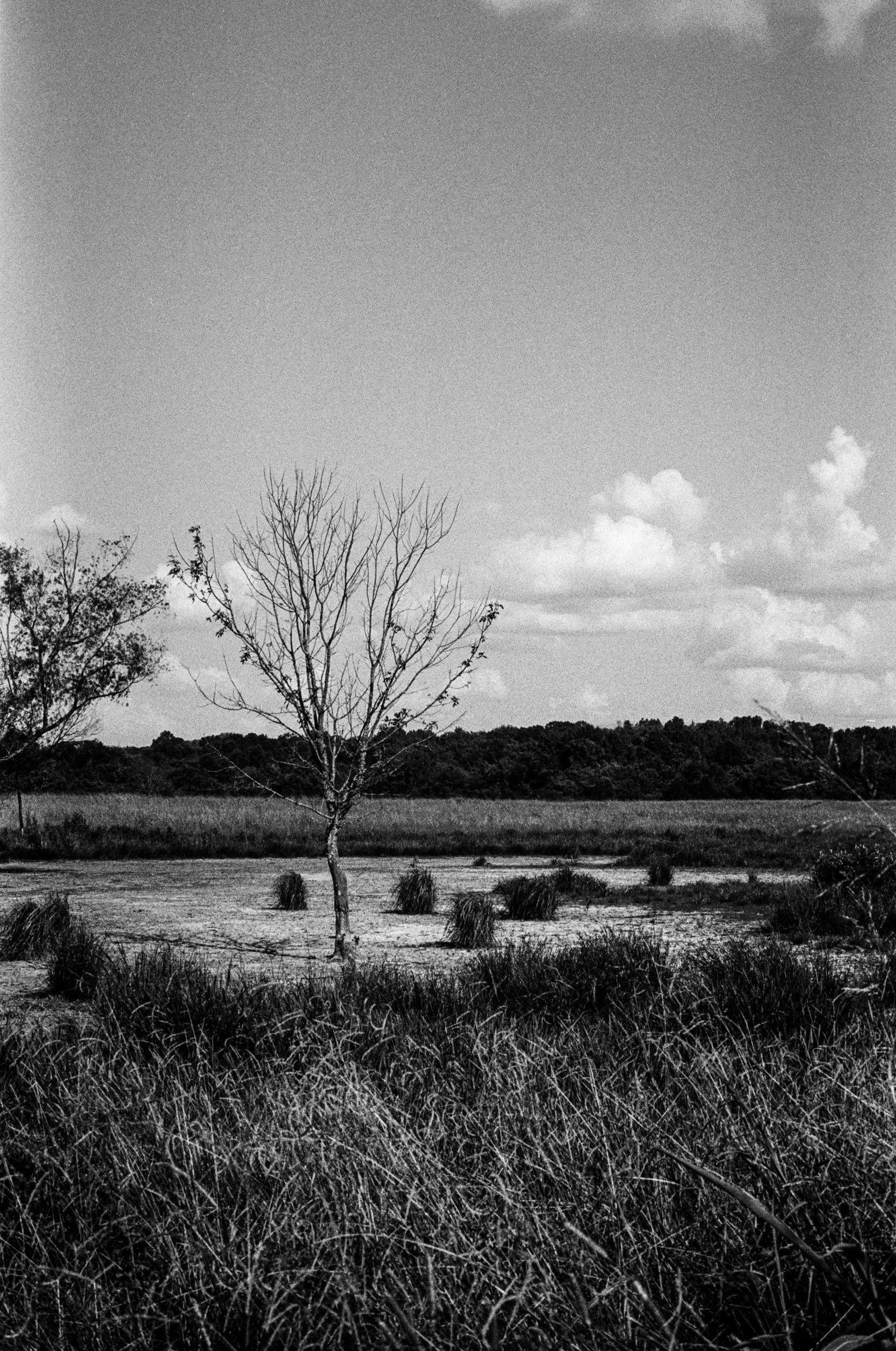 Black and white film photo of a lone bare tree standing in a grassy field under a wide sky
