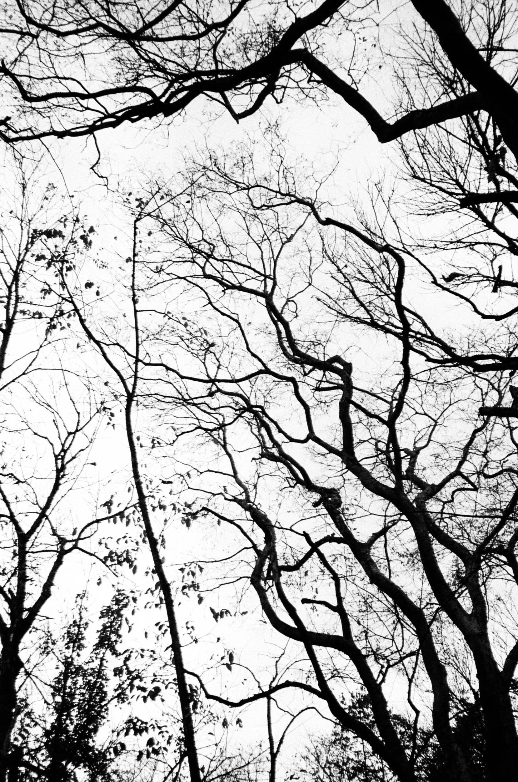 Black and white film photo looking up through bare, branching trees against a pale sky