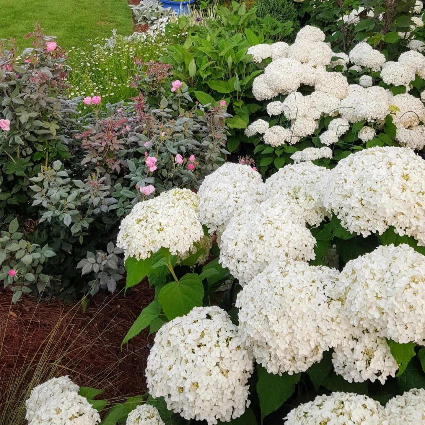 Lush garden bed with large white hydrangea blooms, pink roses, green foliage, and ornamental grasses.