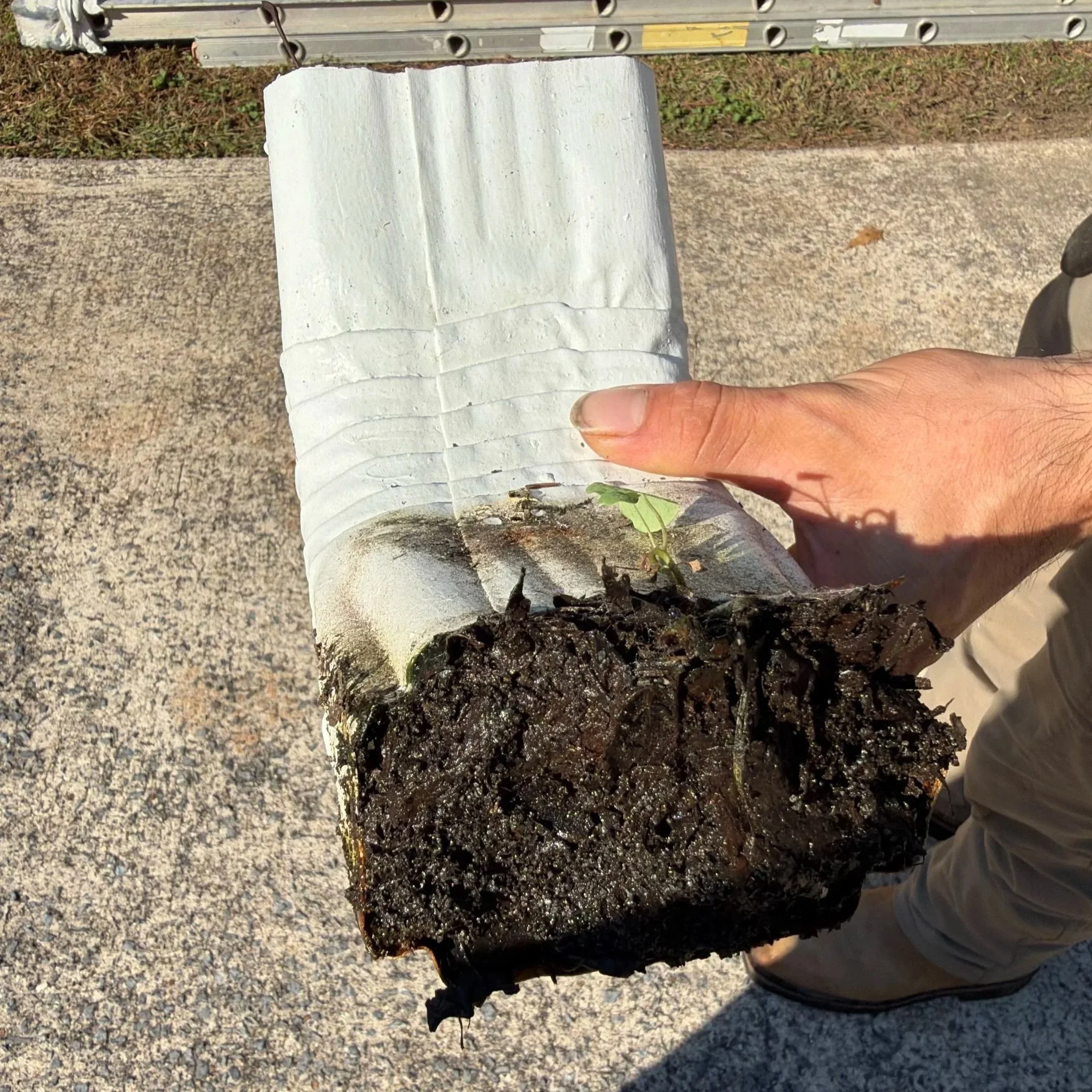Hand holding a small wrapped tree root ball with a green seedling and dark soil outdoors