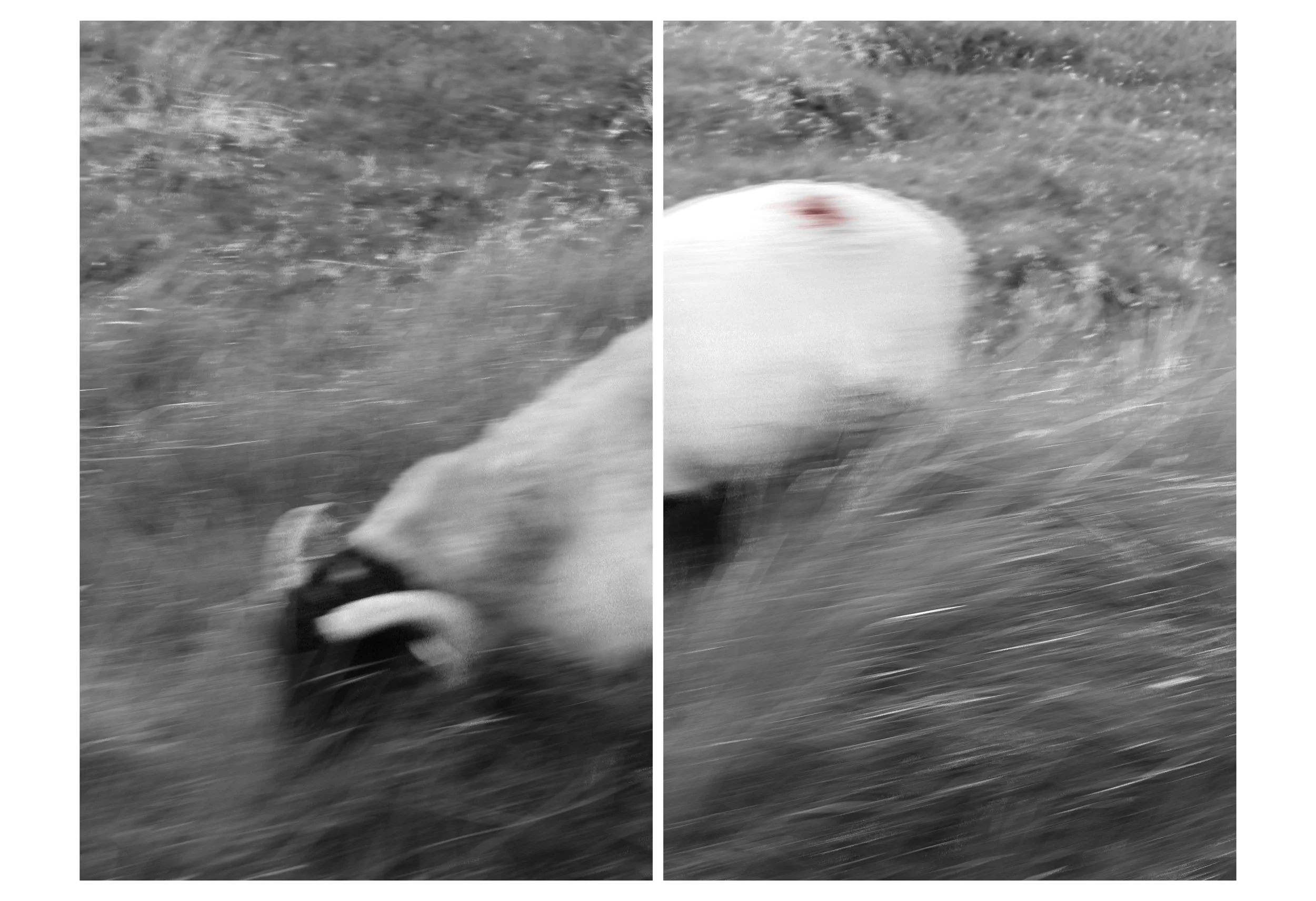 A black and white divided photo showing a dog running on grass, with only its legs and part of its body visible. The dog appears to have a wound or red mark on its back.