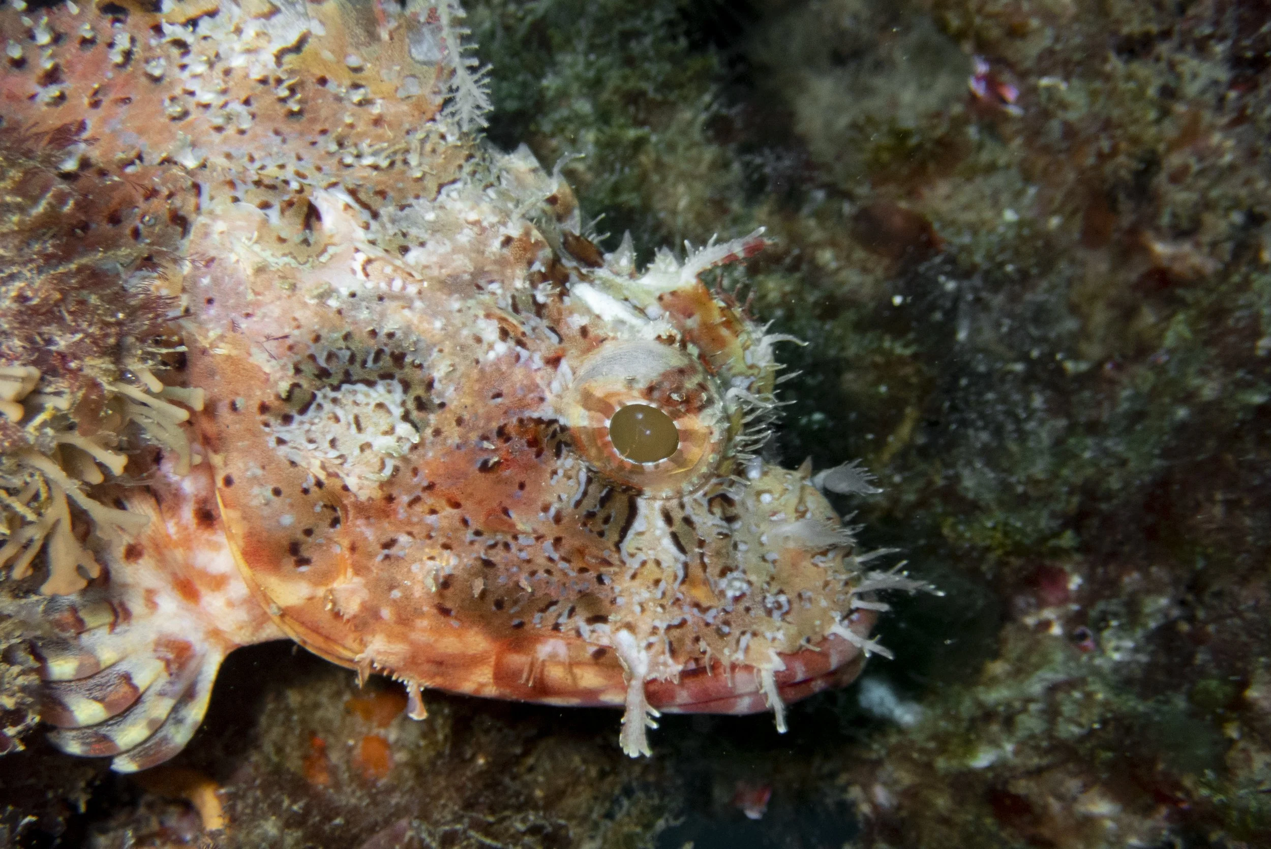Close-up of a camouflaged scorpionfish blending into the rocky ocean floor, with textured skin covered in spines and coloration similar to the surrounding environment.