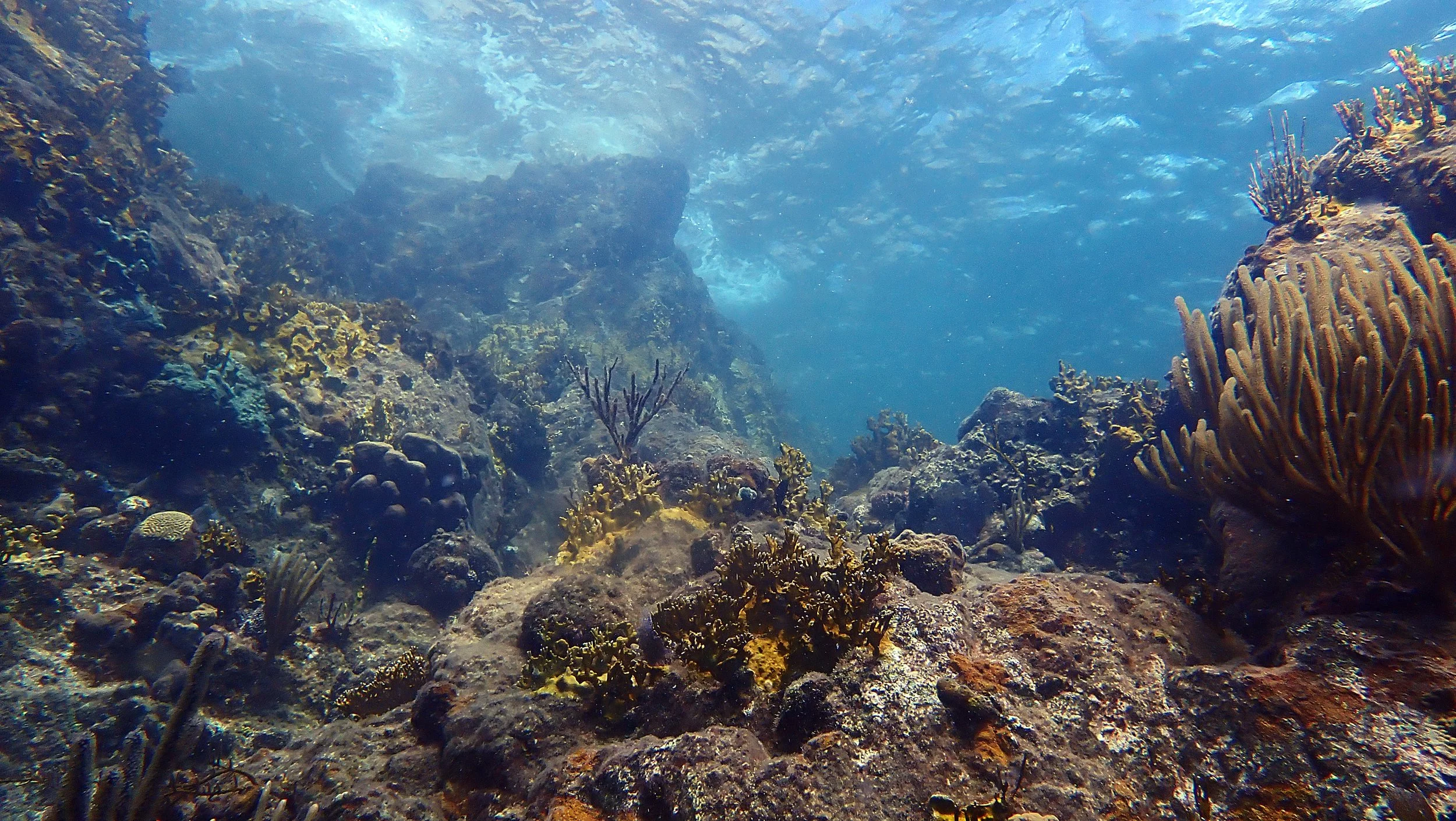 Underwater coral reef scene with various corals and rocks underwater, sunlight filtering through the water surface.