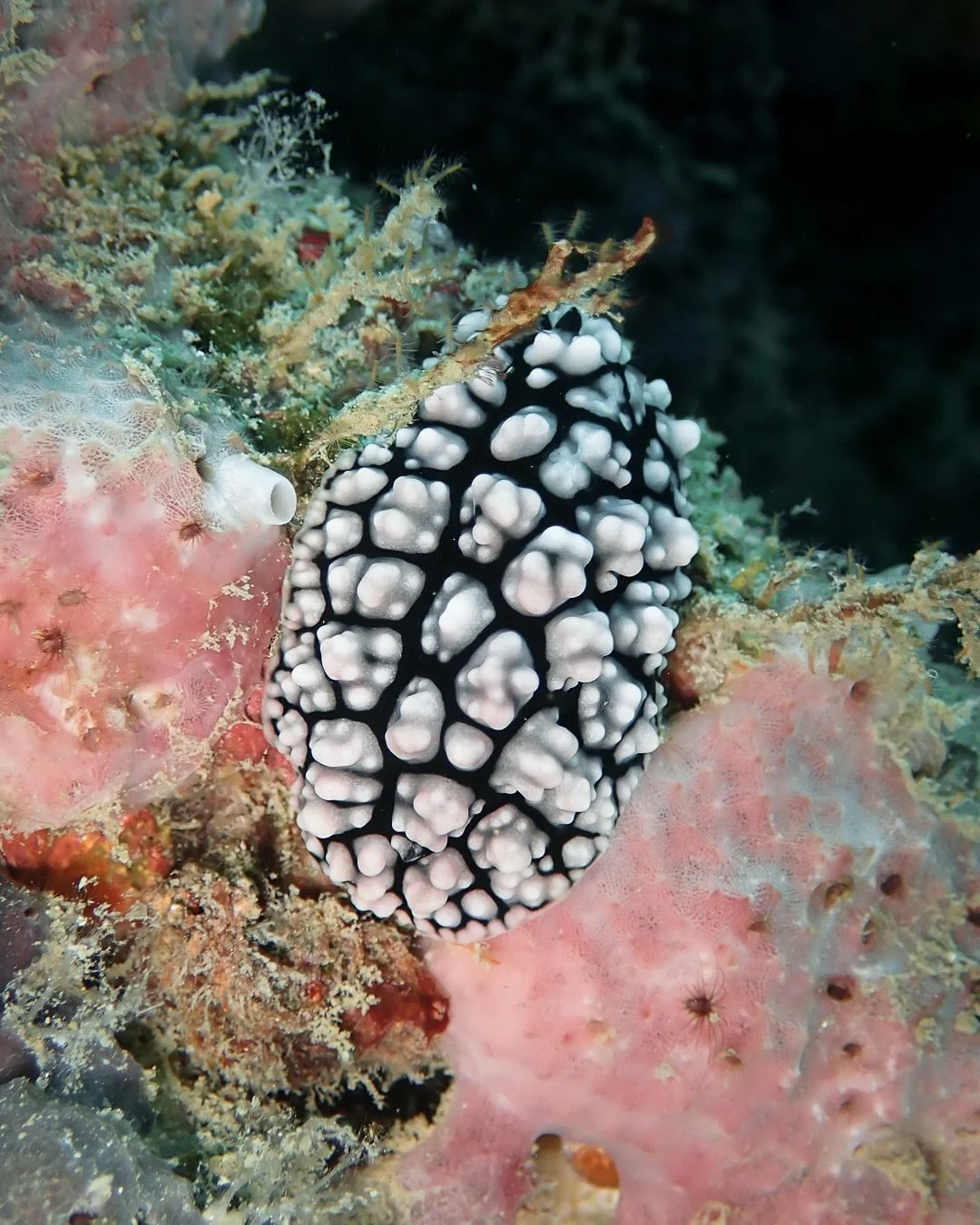 Nudibranch (Phyllidia sp.)
.
.
Another set of nudibranchs from the Phyllidiidae family. Unlike many nudibranchs, these guys don&rsquo;t have feathery gills. Instead, they breathe through leaf-like structures beneath their mantle edge 🐌
.
📷 Olympus 
