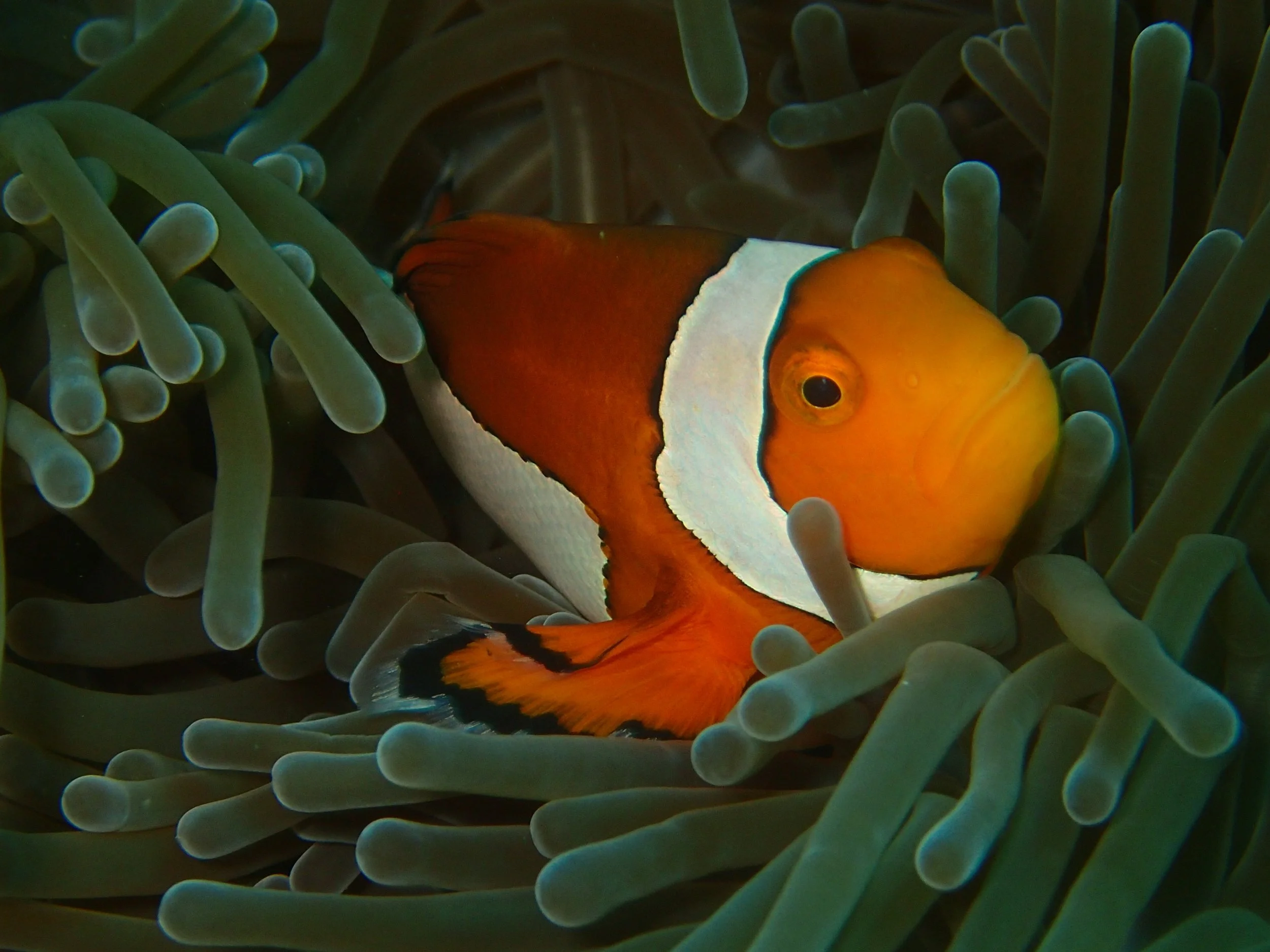 Getting to Know a Species