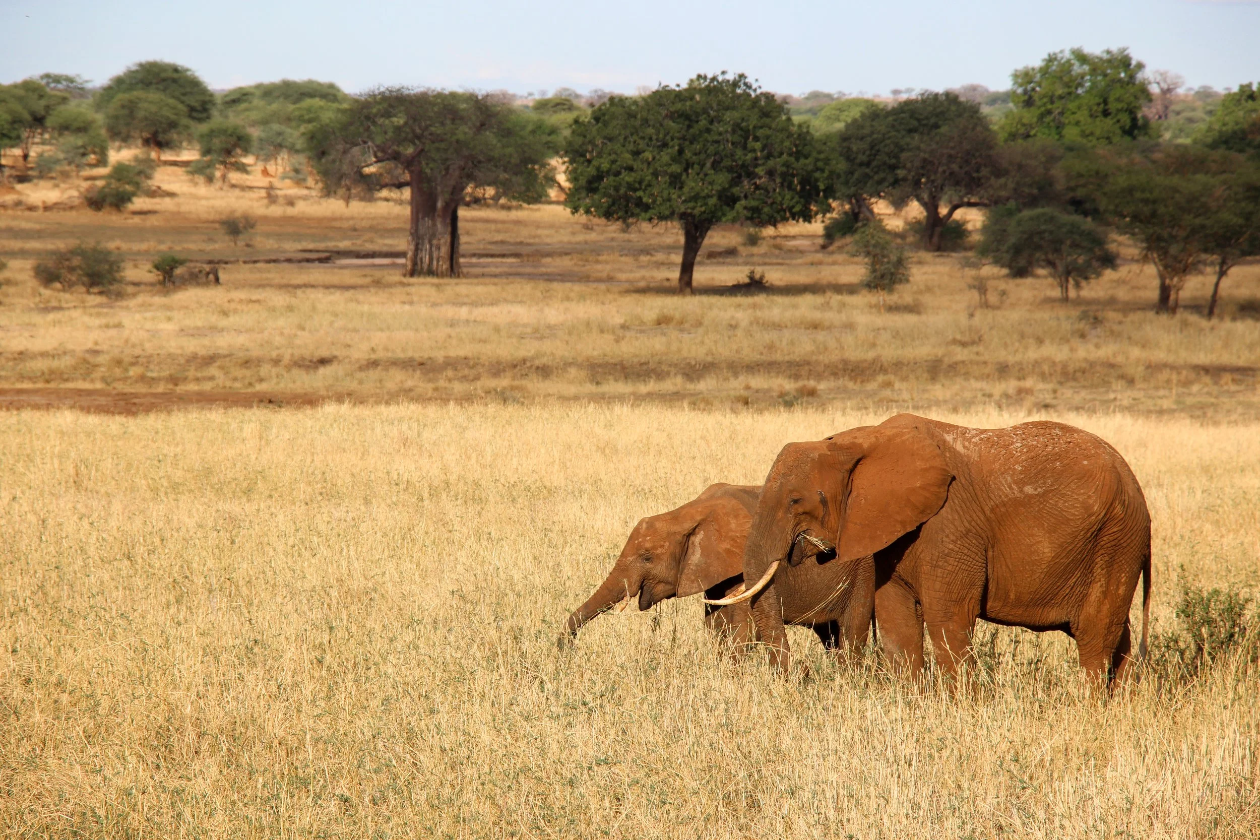 Two elephants grazing in a grassy savanna with scattered trees and a dry waterhole.