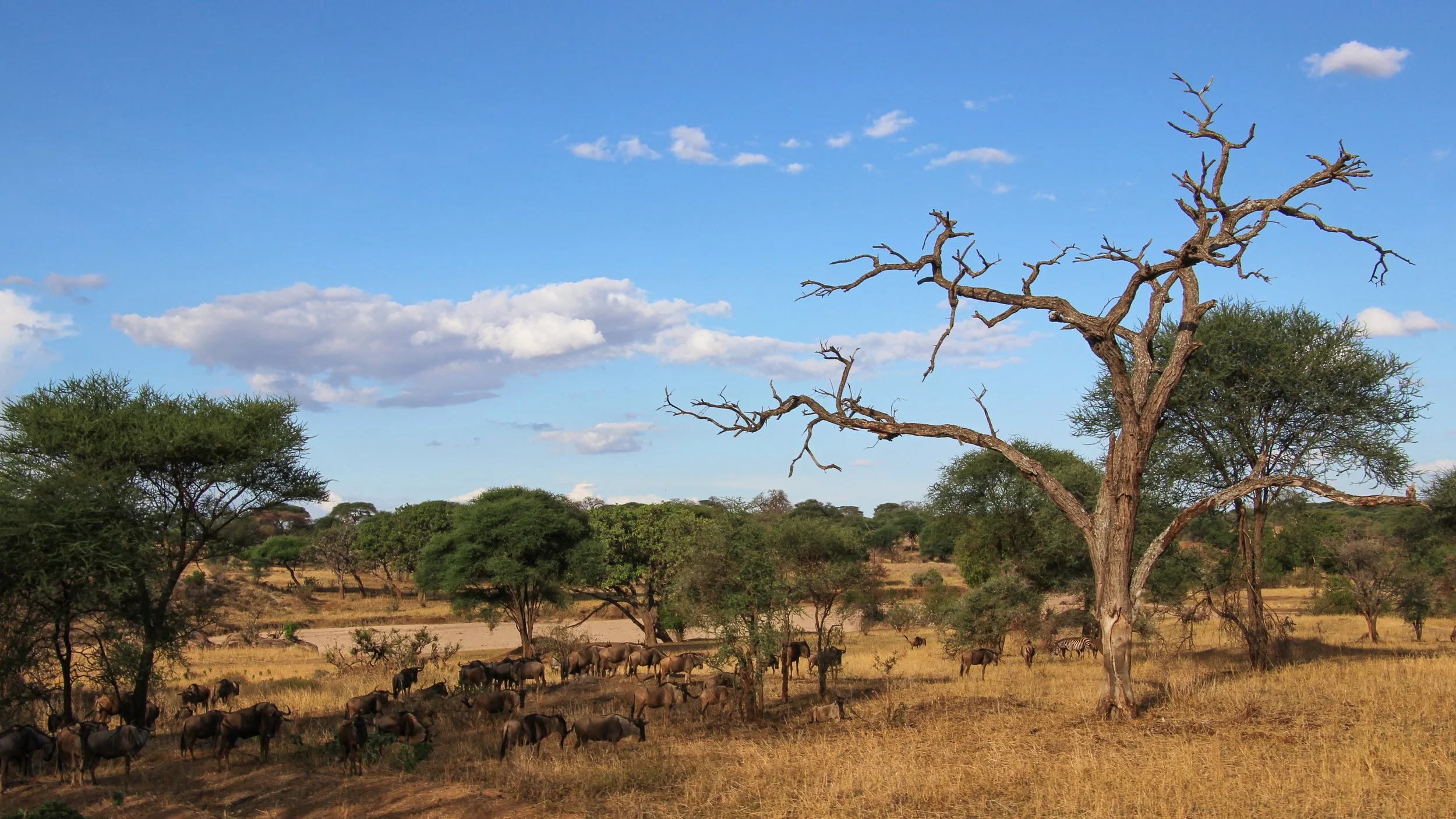 African savannah landscape with a large leafless tree, scattered green trees, and a herd of wildebeests grazing.